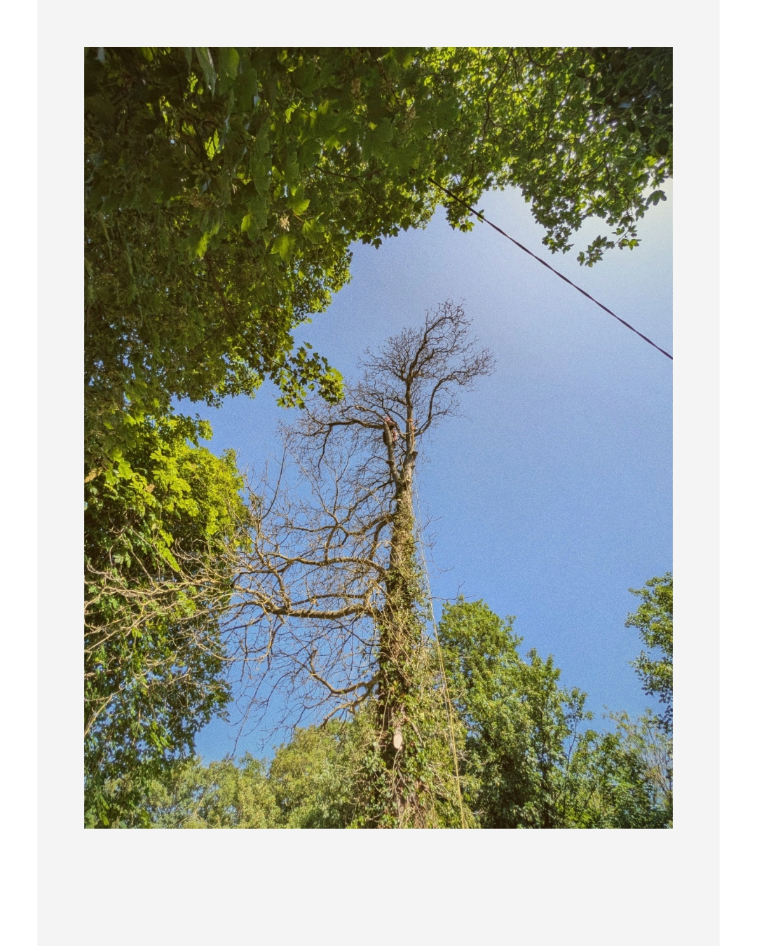 Tall leafless tree covered in ivy, surrounded by lush green foliage beneath a clear blue sky