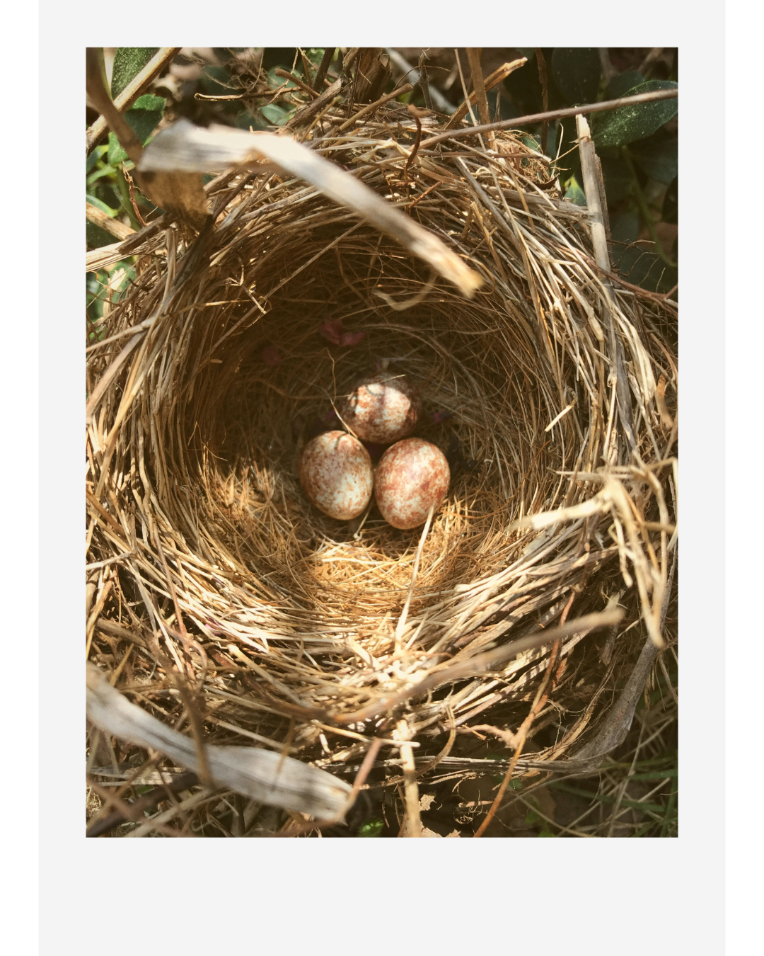 Three speckled bird eggs in a woven nest surrounded by branches