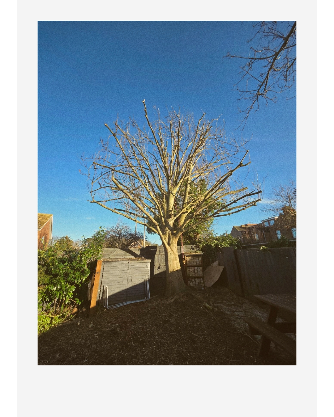 Leafless pollarded tree in a sunny backyard surrounded by fences, sheds, and houses