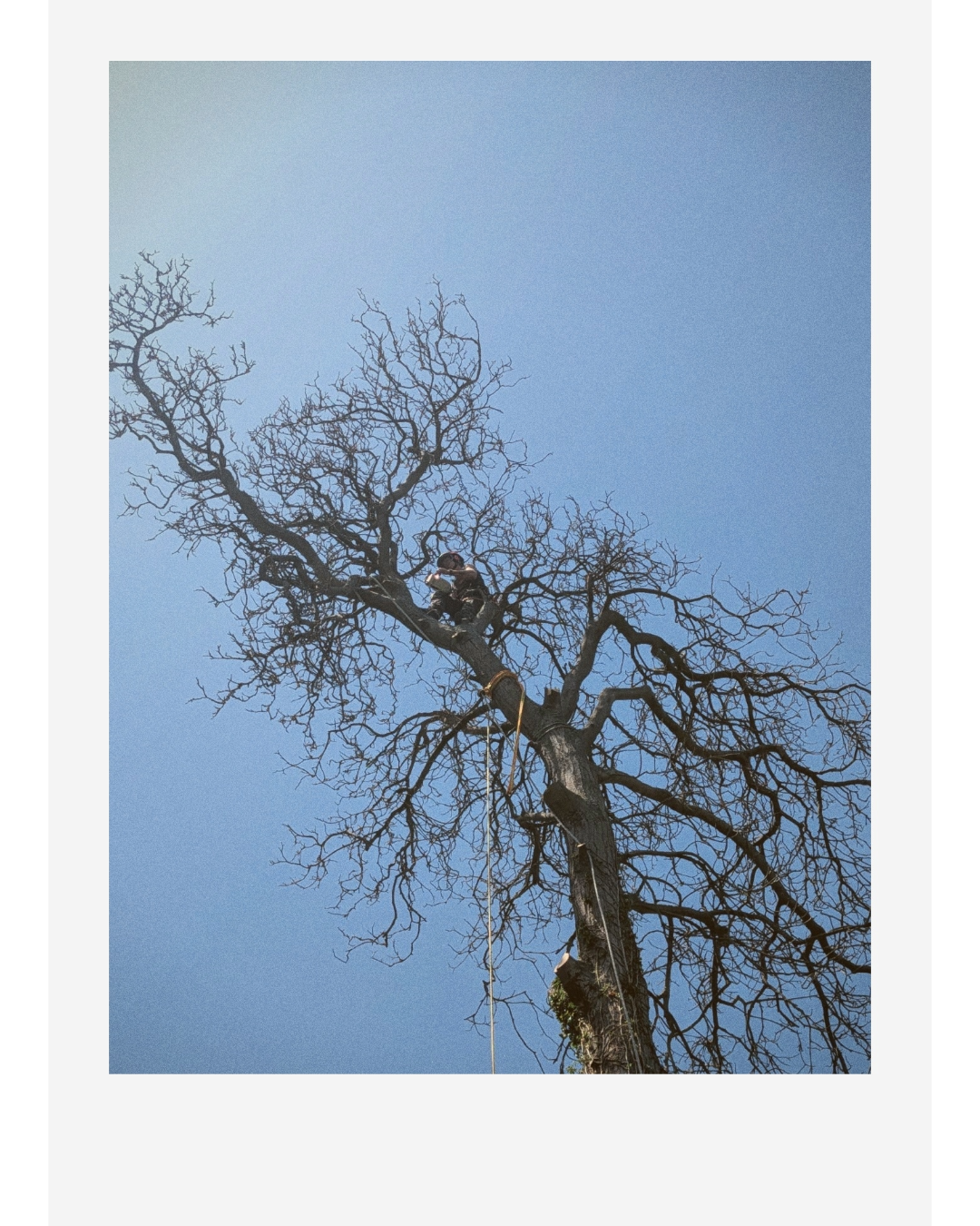 Arborist climbing a leafless tree with ropes against a clear blue sky