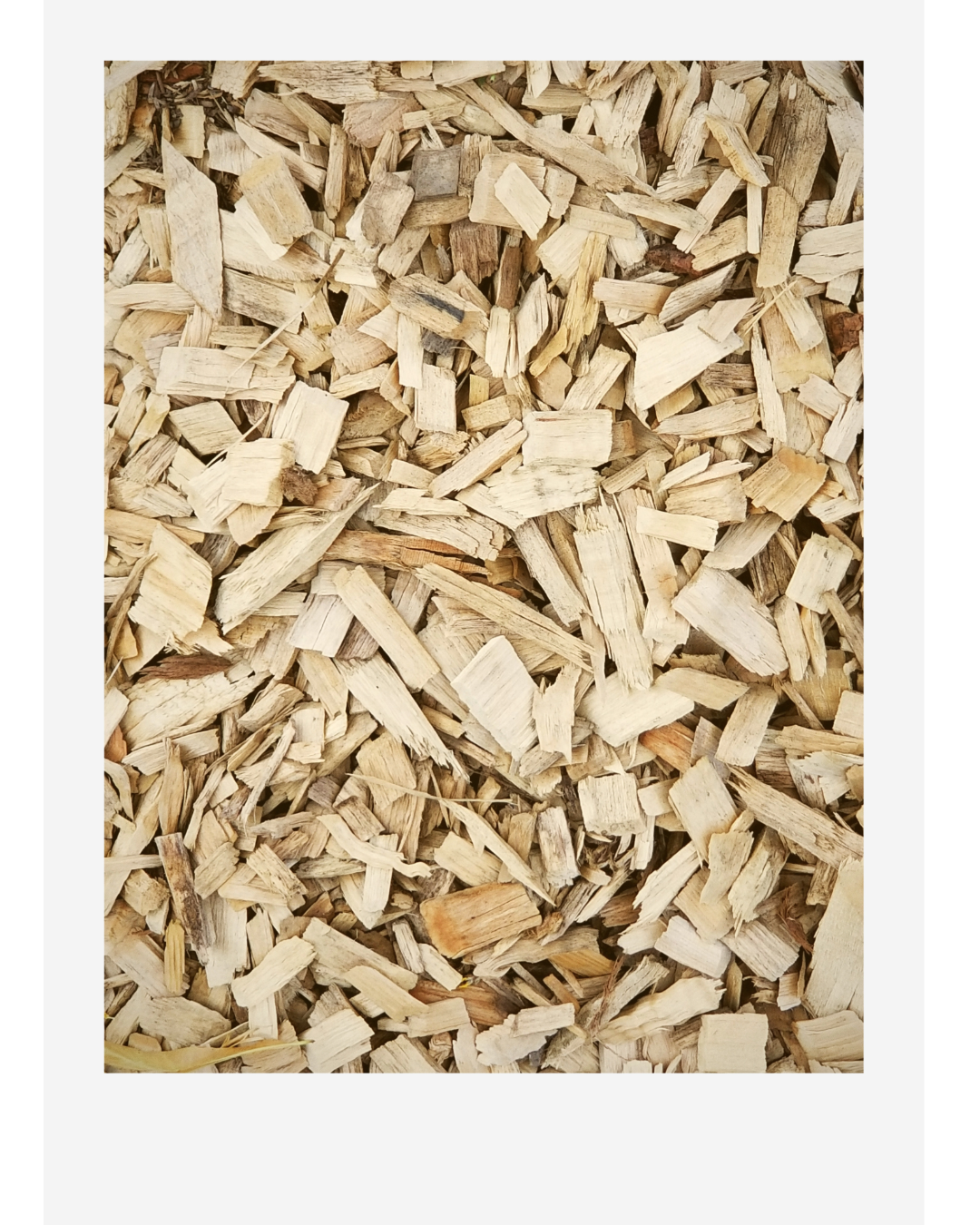 Close-up of a pile of light-colored wood chips and shredded bark