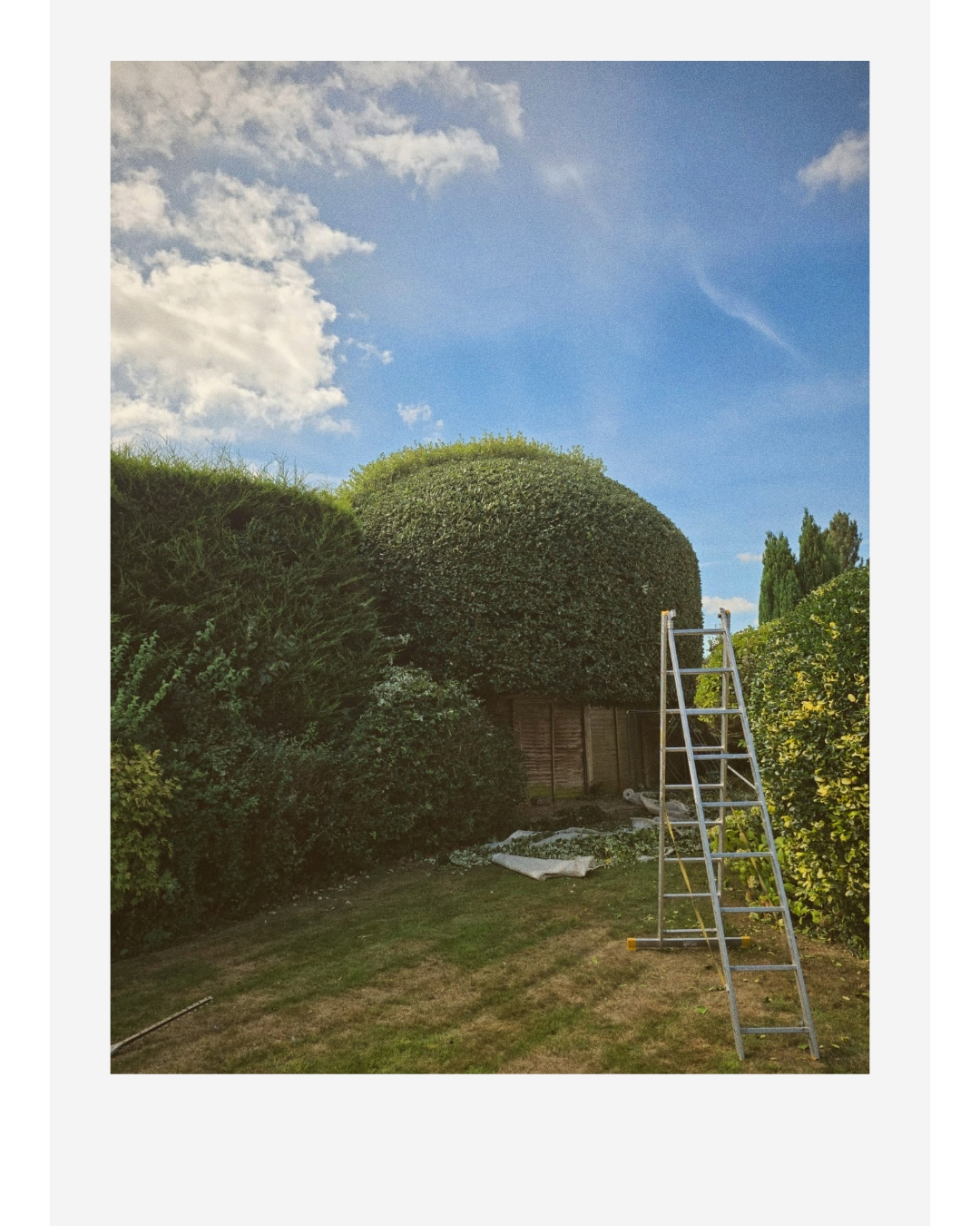 Extension ladder beside a freshly trimmed garden hedge under a blue, partly cloudy sky