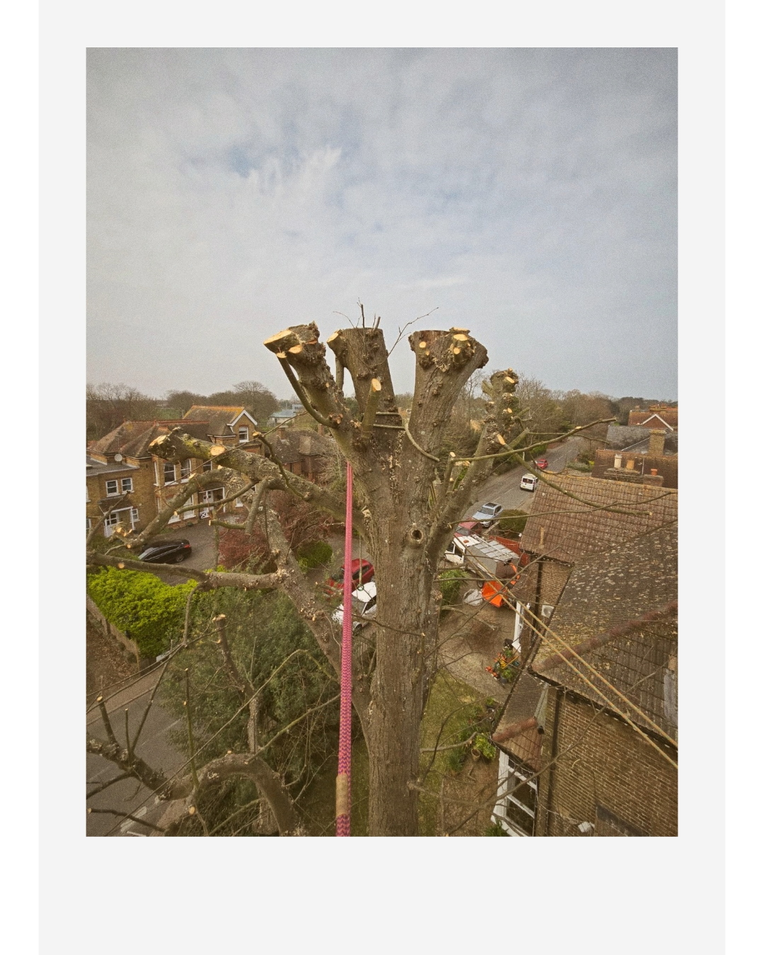 Arborist secured by a pink climbing rope while pruning a heavily pollarded tree above residential rooftops.
