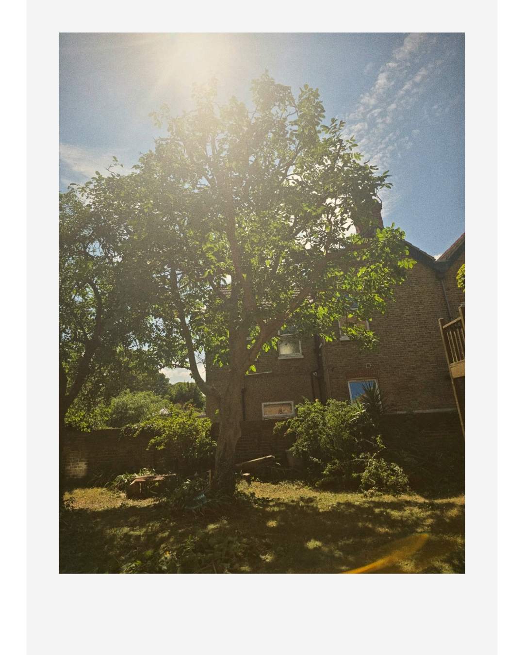 Sunlit backyard with a large leafy tree, garden plants, and a brick house under a blue sky