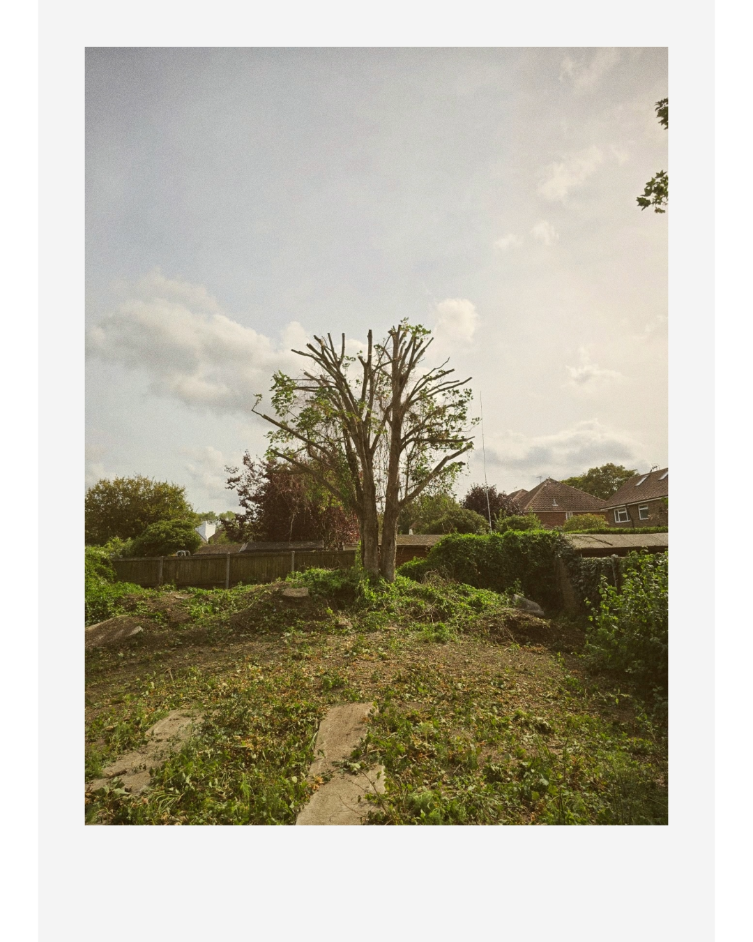 Backyard garden with a heavily pruned tree, overgrown vegetation, wooden fencing, and suburban houses under a cloudy sky
