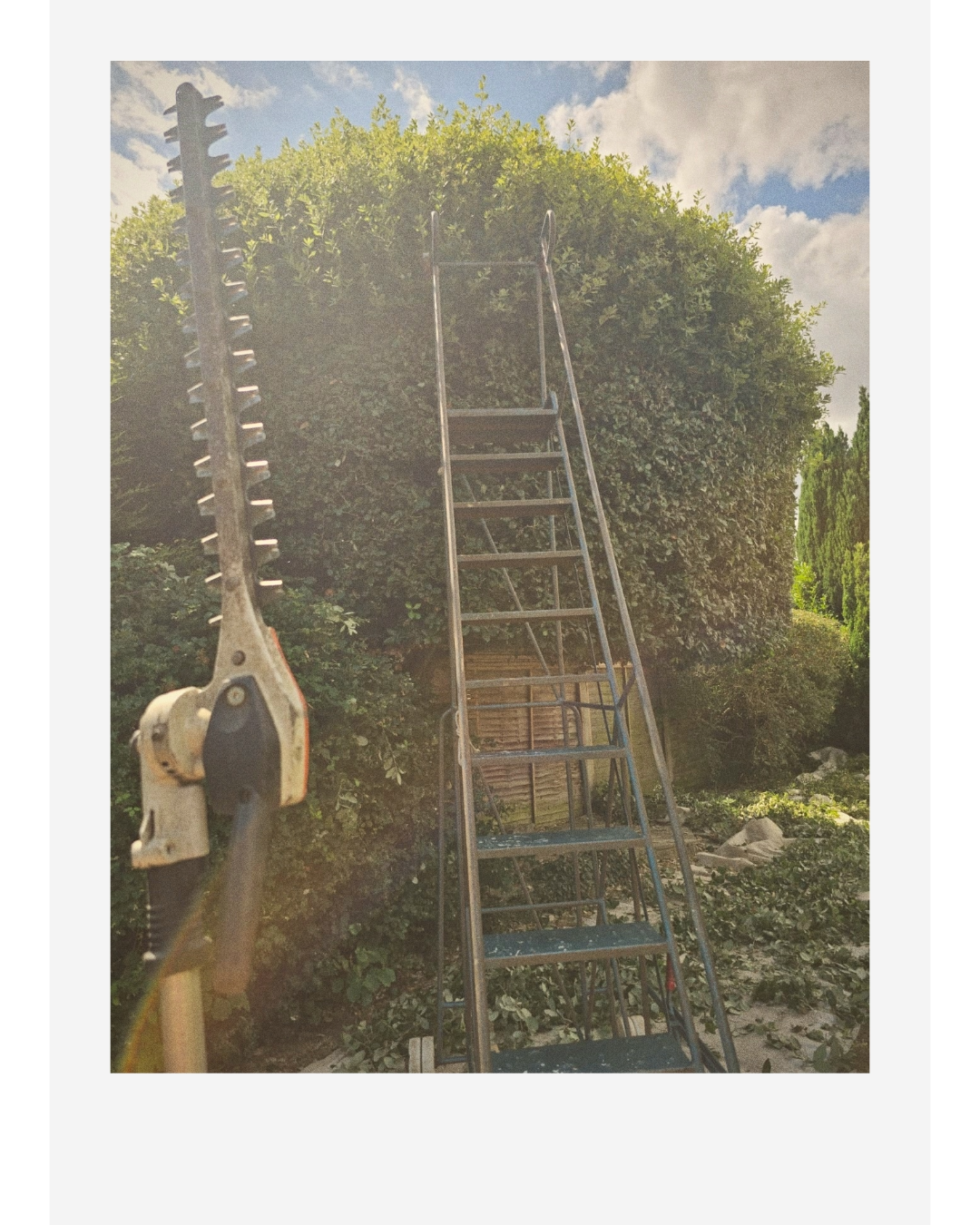 A pole-mounted hedge trimmer and tall ladder beside a dense garden hedge under a partly cloudy sky