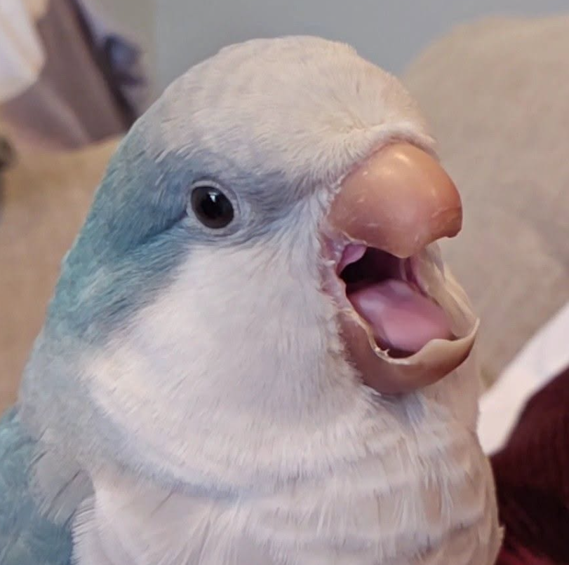 Close-up of a pale blue and white parrot with its beak open