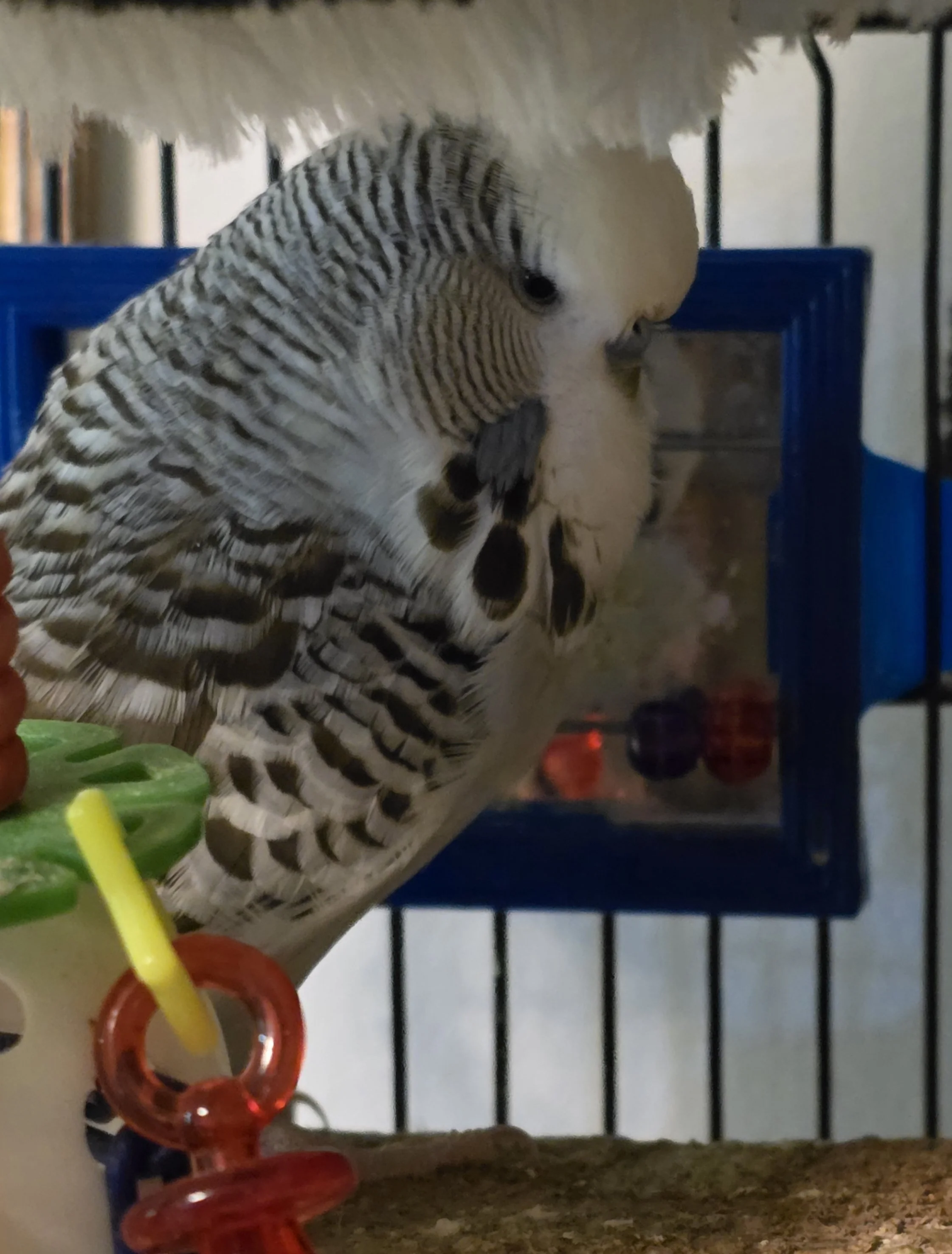 Gray and white budgerigar perched inside a blue birdcage beside colorful toys
