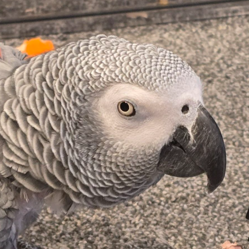Close-up of an African grey parrot with scalloped gray feathers and a curved black beak