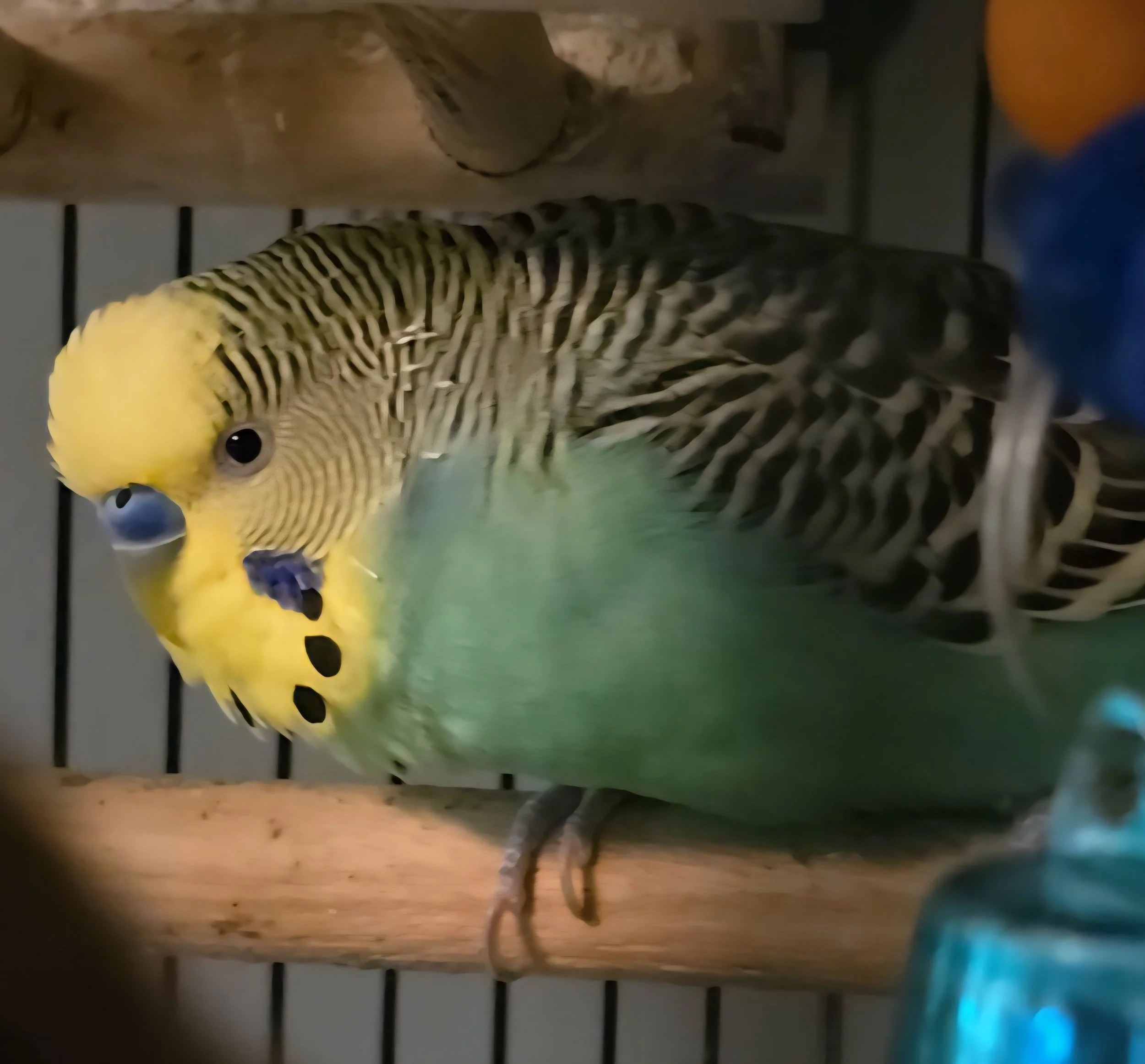 Green and yellow budgerigar perched on a wooden branch inside a cage