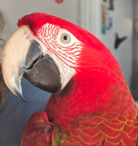 Close-up portrait of a red-and-green macaw with a large curved beak