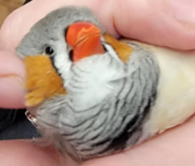 Close-up of a zebra finch chick being gently held in a person's hand