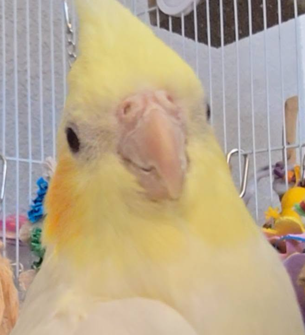 Close-up of a yellow cockatiel inside a wire cage