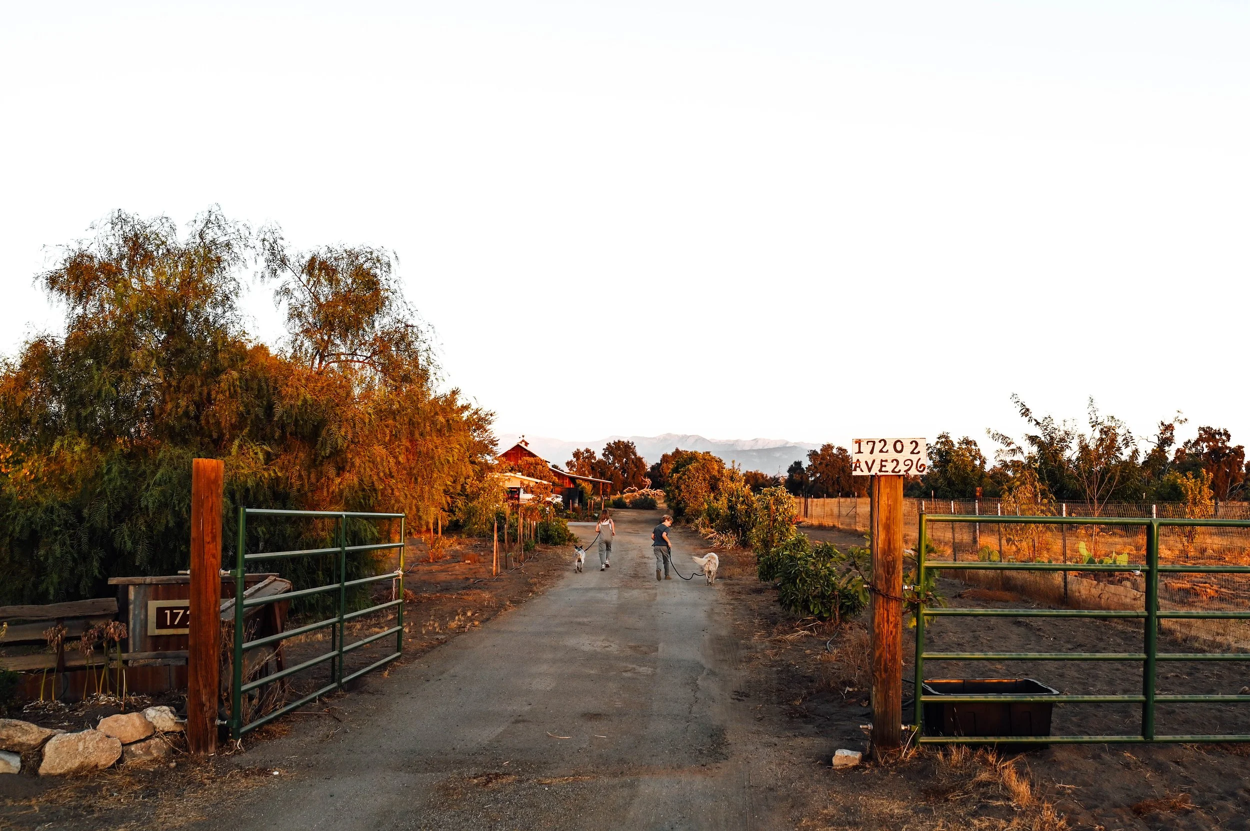 A rural scene at sunset with trees, mountains in the distance, and a dirt path where two children walk their dogs, with a wooden and metal gate at the foreground and a sign displaying house numbers.