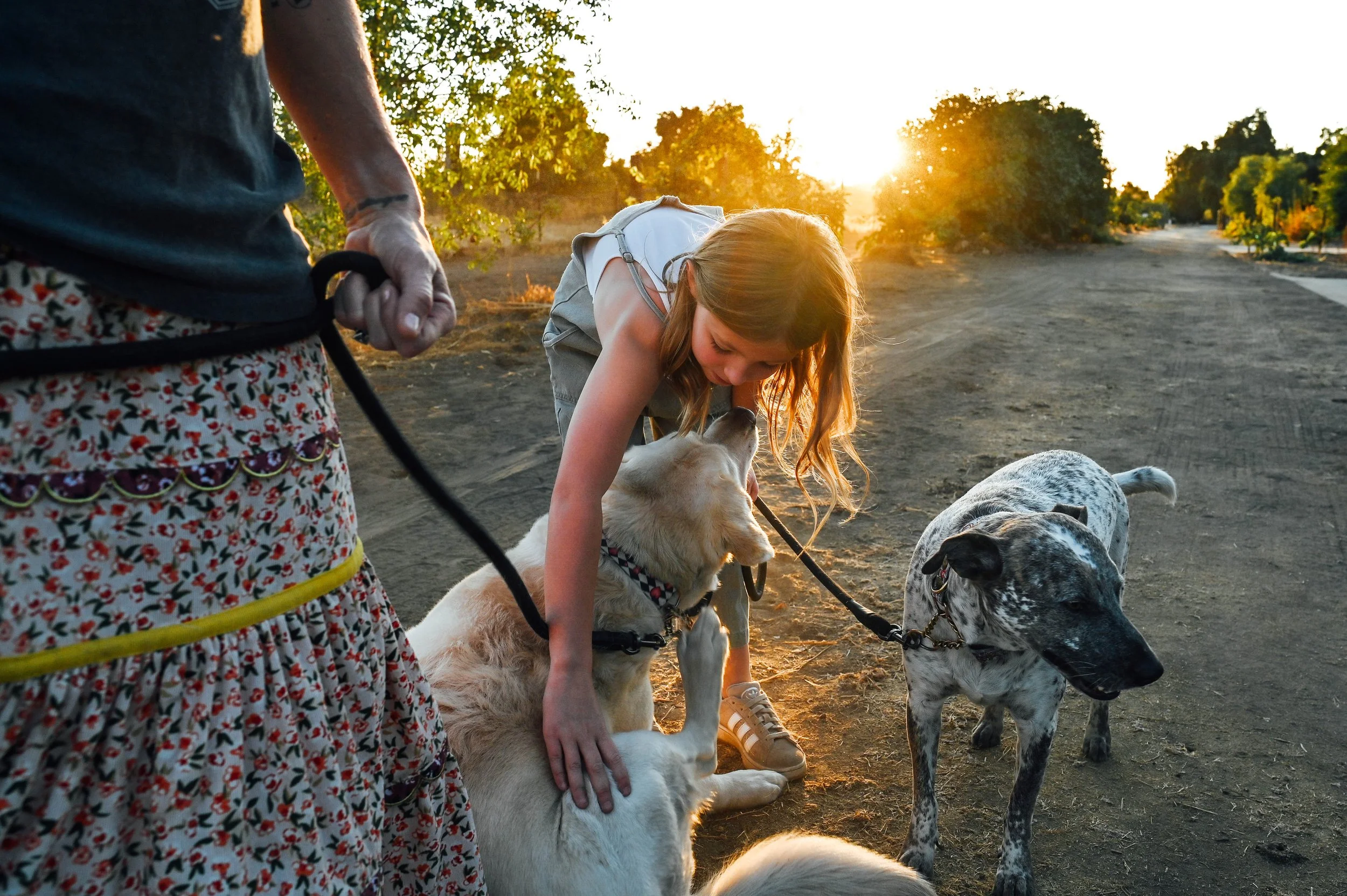 A girl petting a dog while other dogs are nearby, with a person holding the dog's leash, sunset sunlight illuminating the scene, trees in the background, on a dirt path.