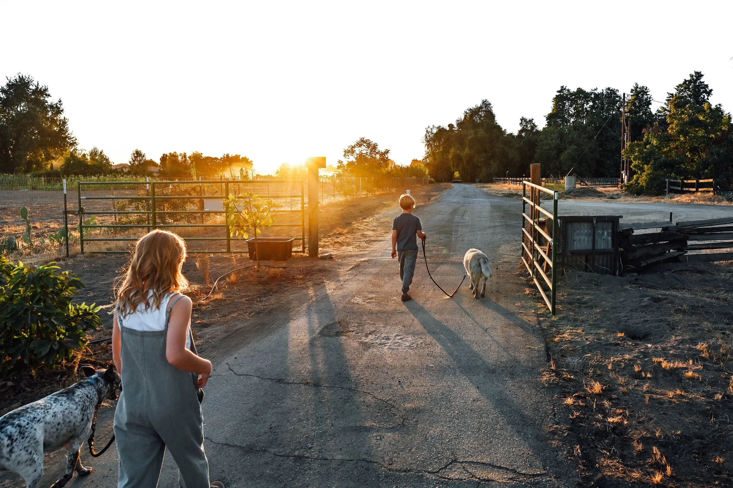A girl and a boy walking a dog on a dirt road at sunset, with trees and fencing on either side.