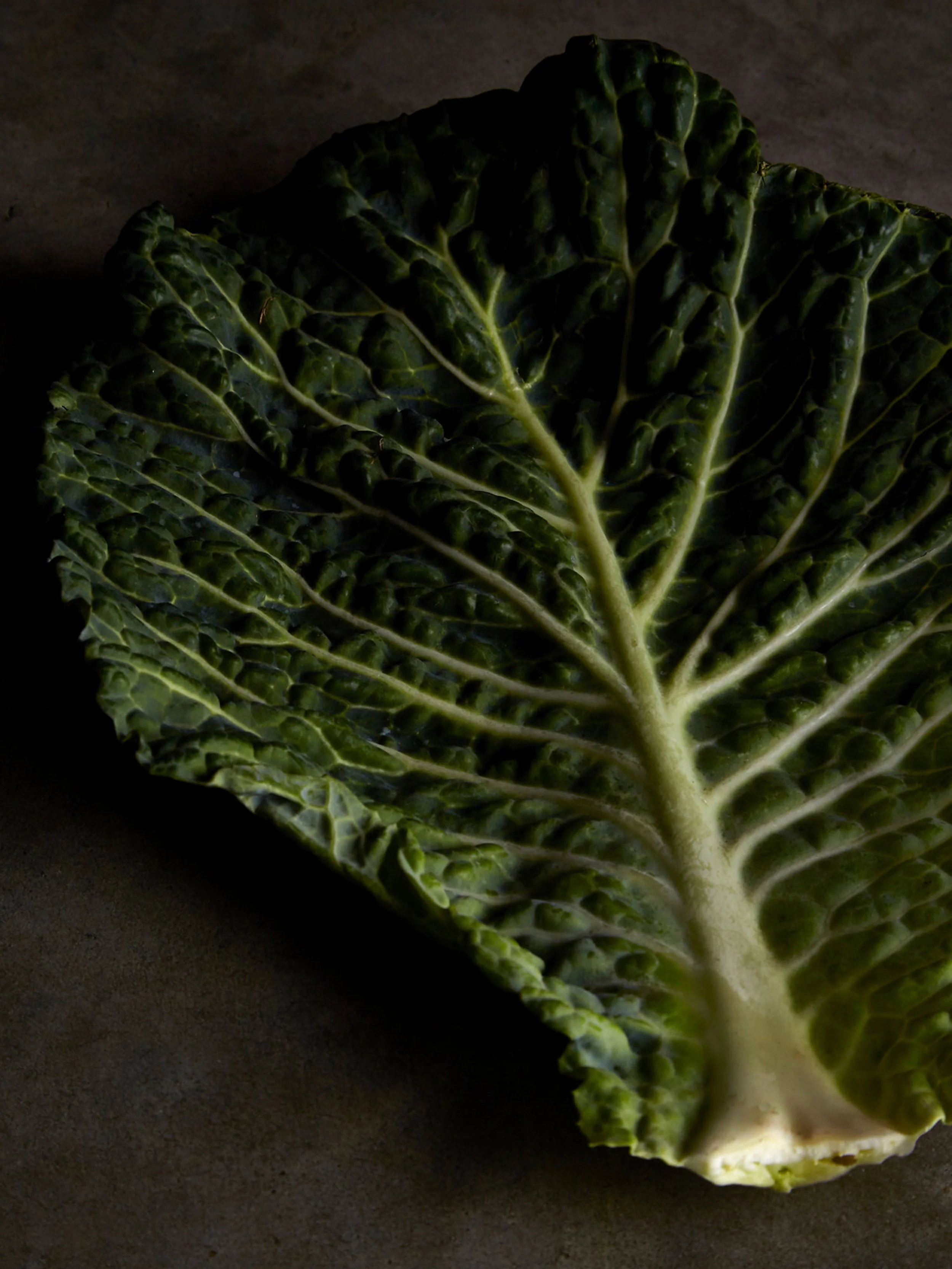 Cabbage_3.jpg