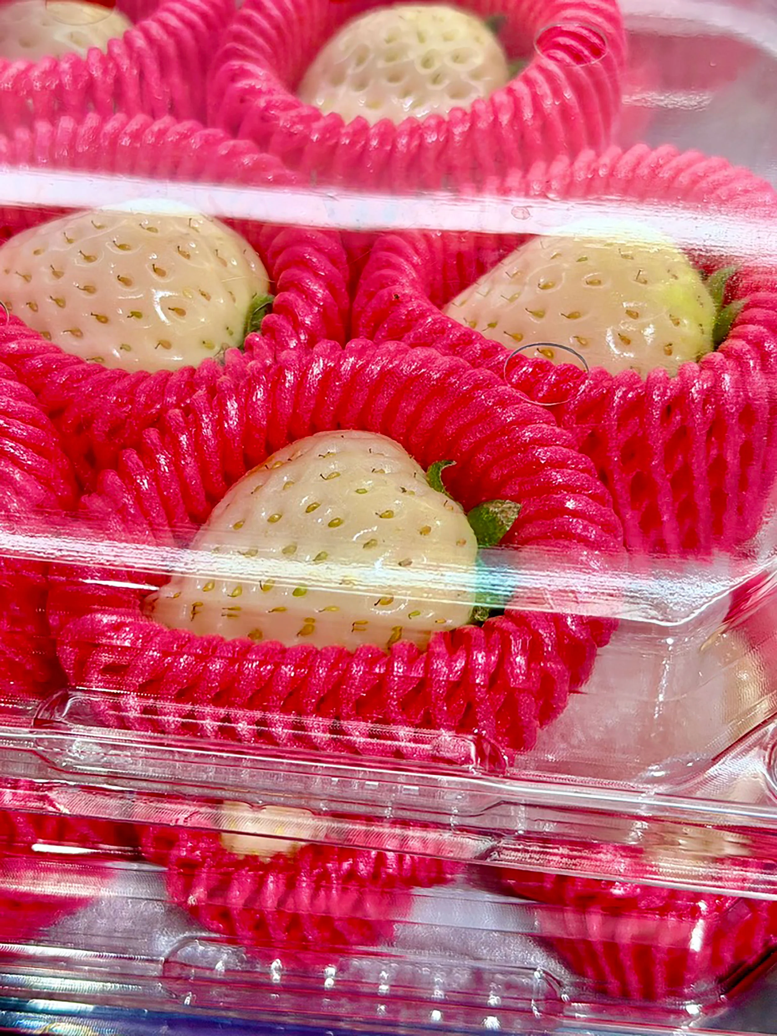 002_LOUISE HAGGER_FRUIT SHRINES_.jpg