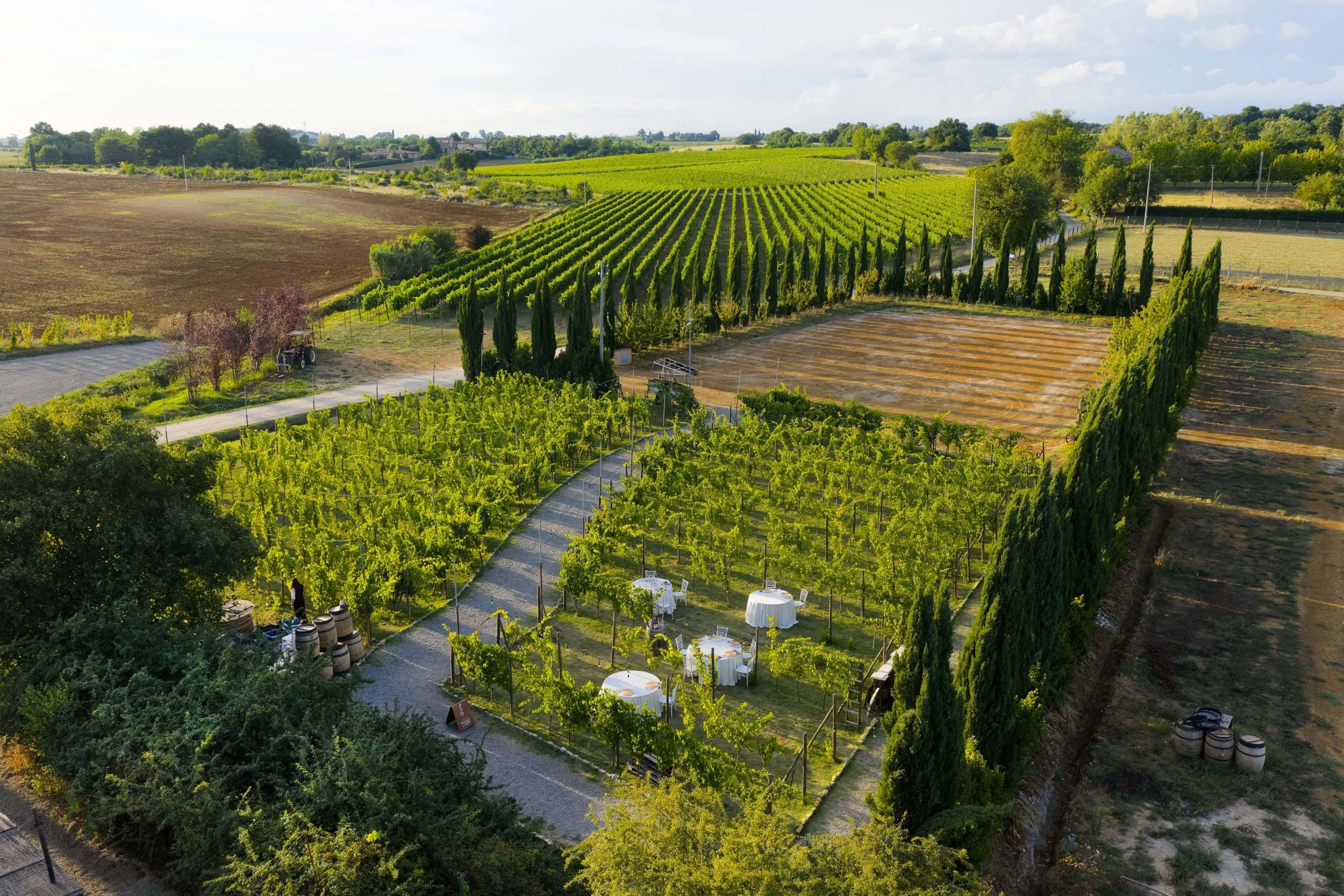 A vineyard with rows of grapevines, surrounded by trees and farmland on a sunny day, with tables set up outdoors.