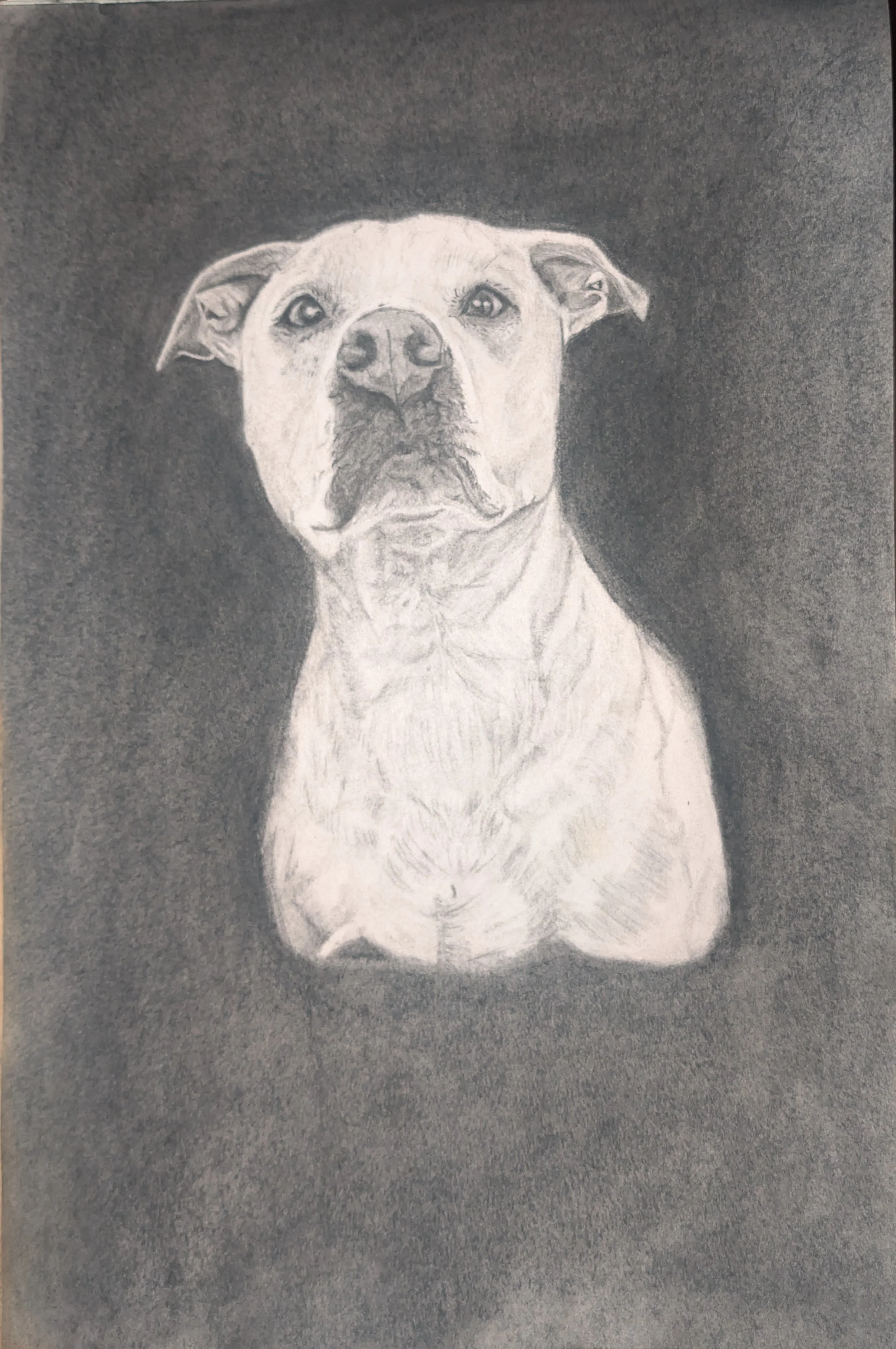 Bandit Memorial Portrait
