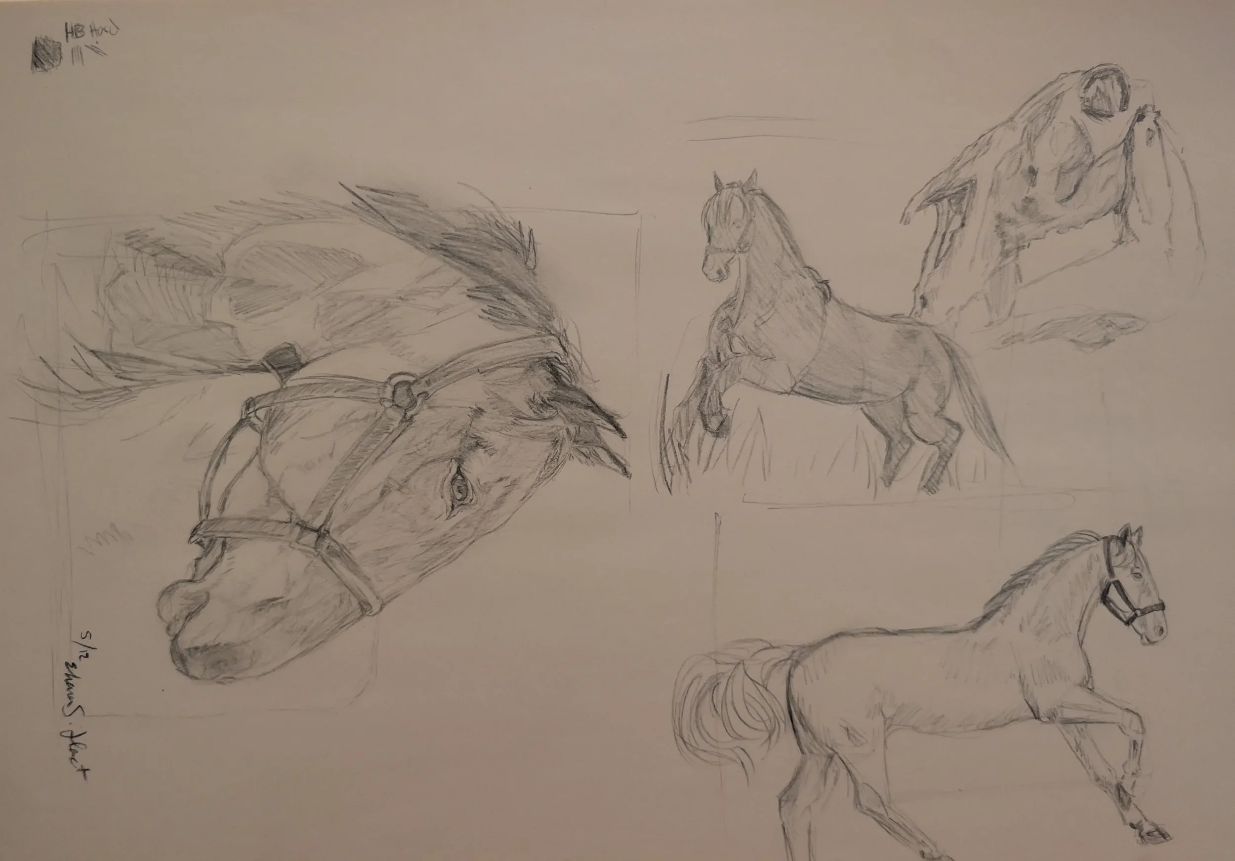 Horse Study I