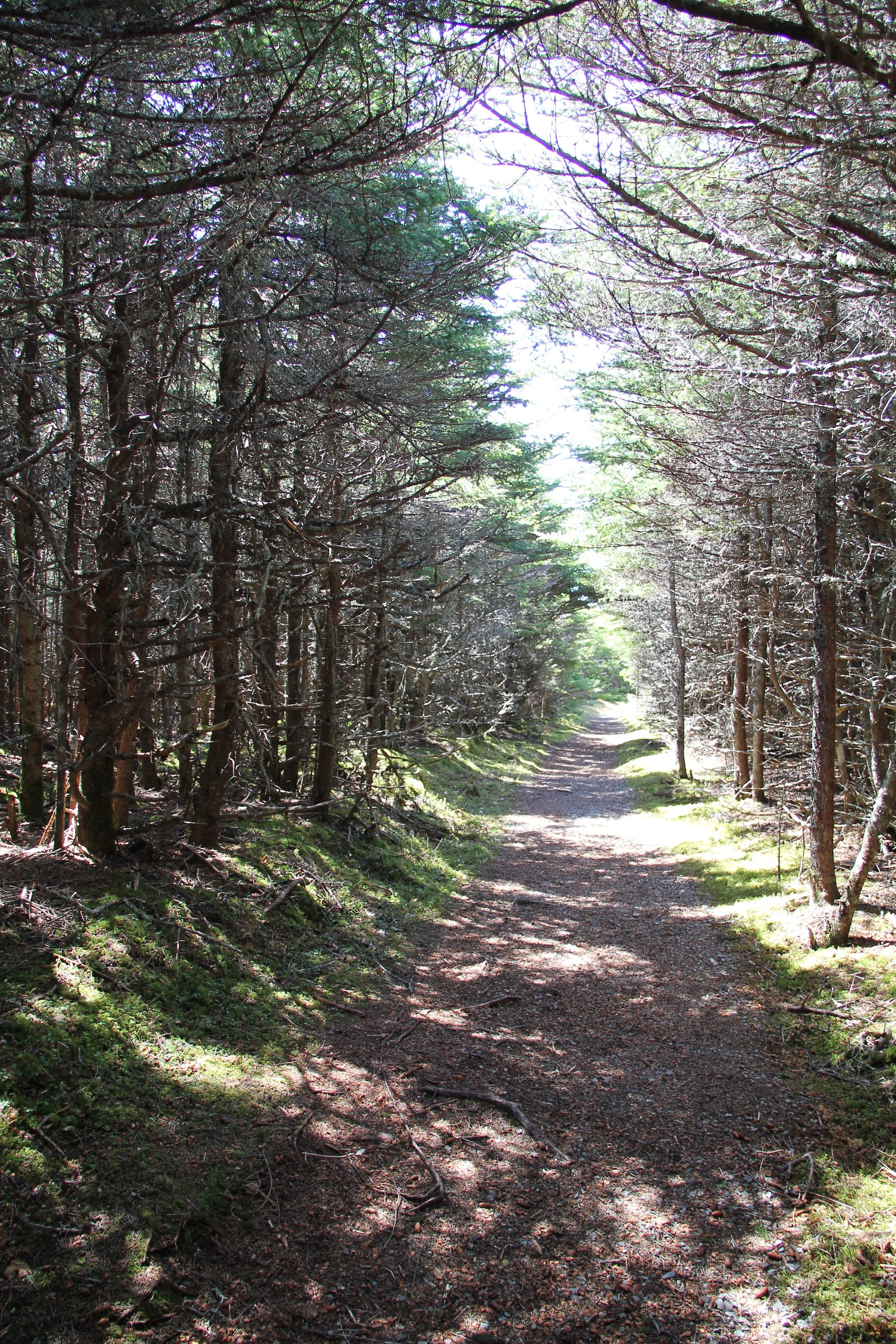 Sunlit trail at Gros Morne National Park, Newfoundland, Canada.