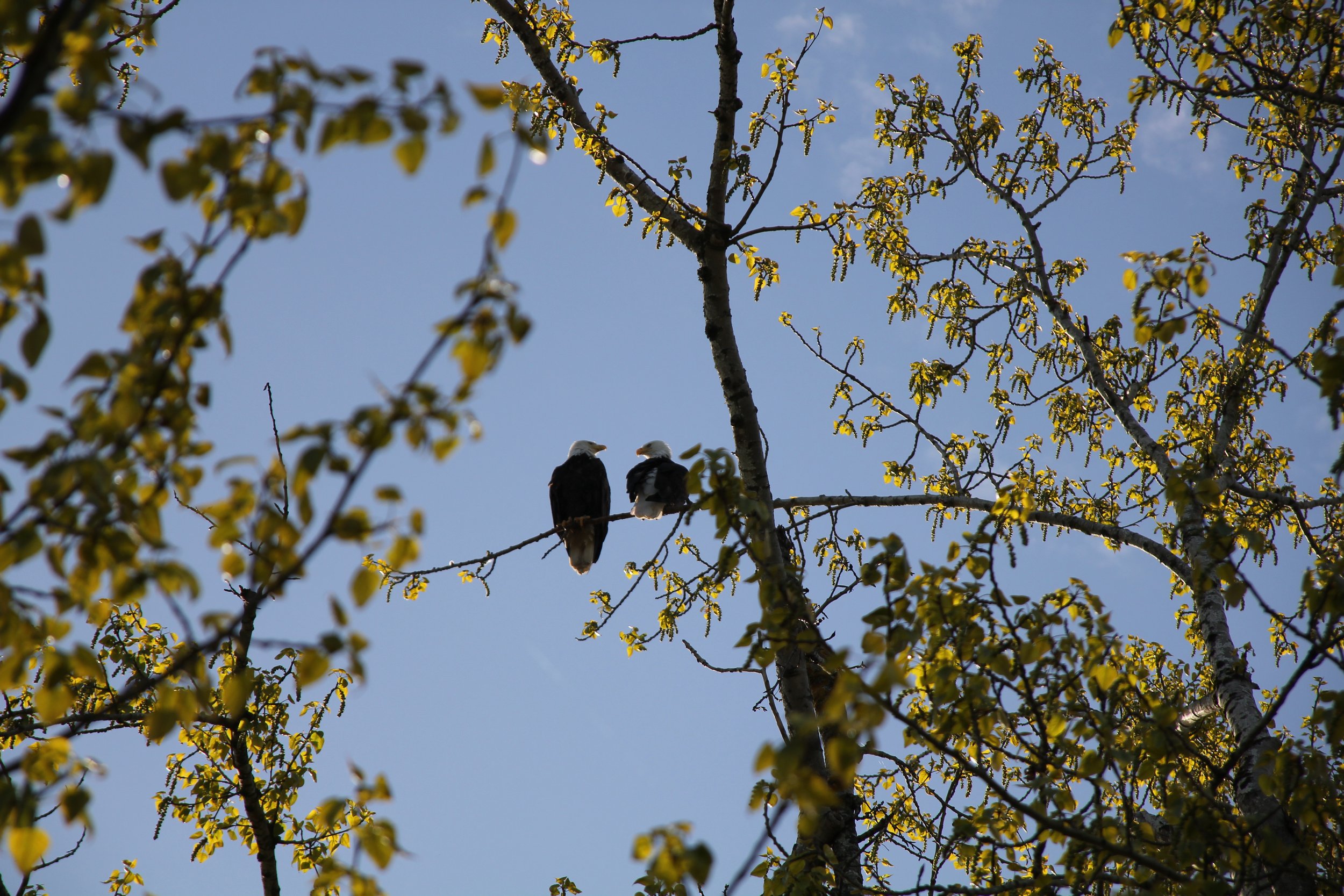 A pair of resident eagles at Spanish Banks, British Columbia, Canada.