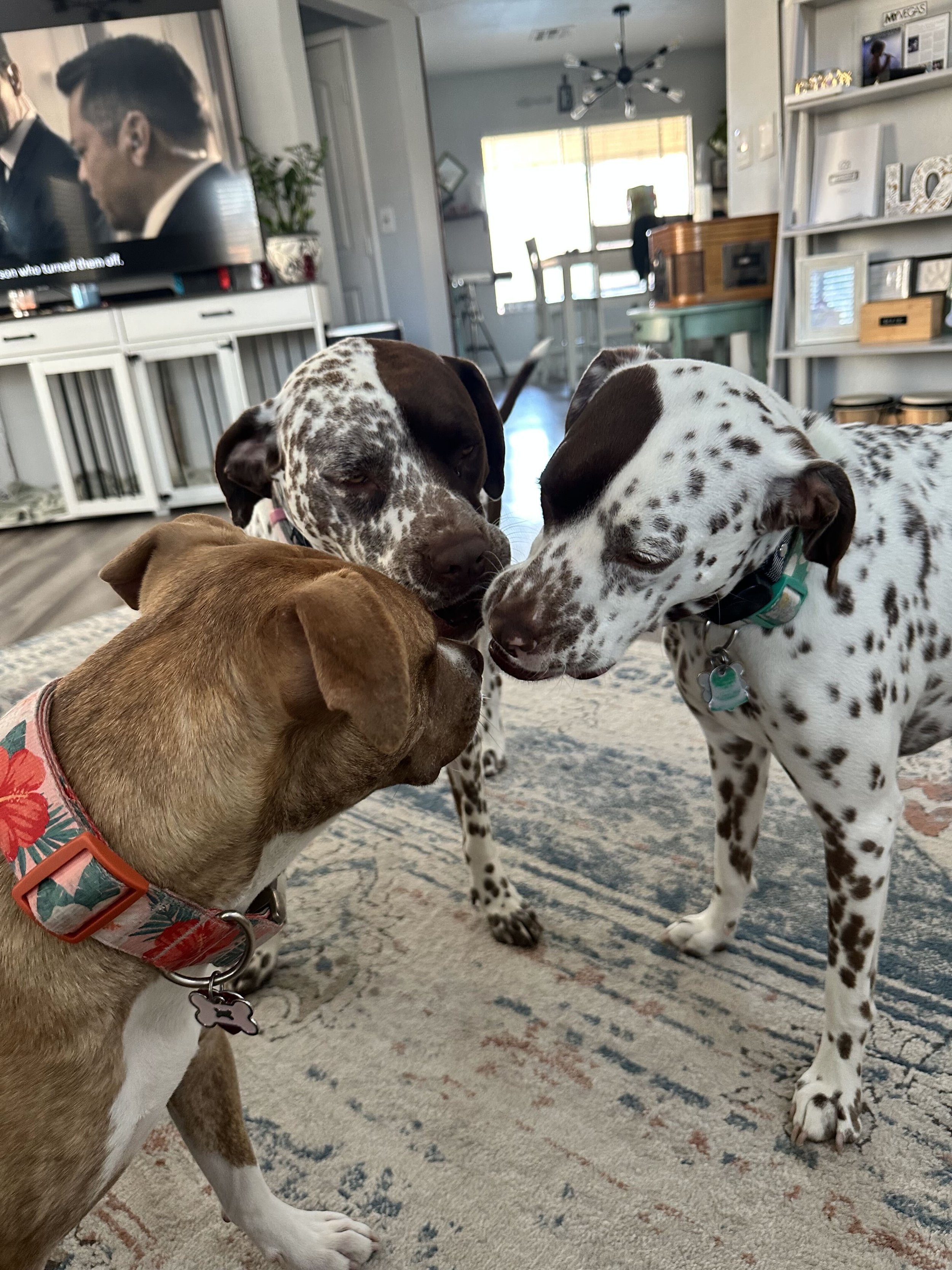 Three dogs, including two spotted Great Danes and a brown-and-white dog, gathered indoors on a patterned rug.