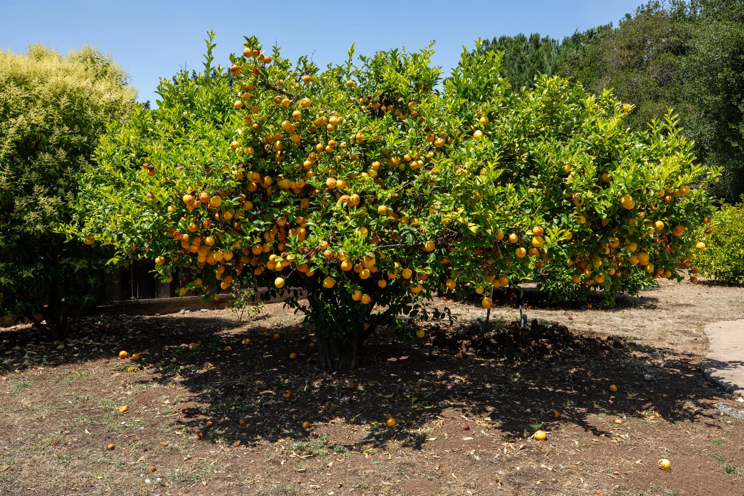 Orange tree laden with ripe oranges in a garden with other greenery in the background.