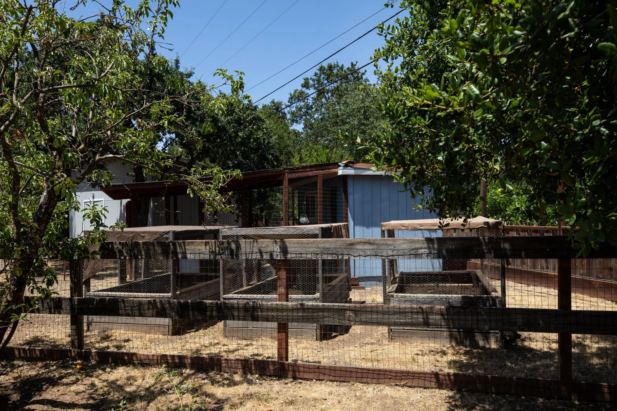 A backyard chicken coop with wooden and wire fencing, surrounded by trees and bushes, with a blue shed in the background under a clear blue sky.