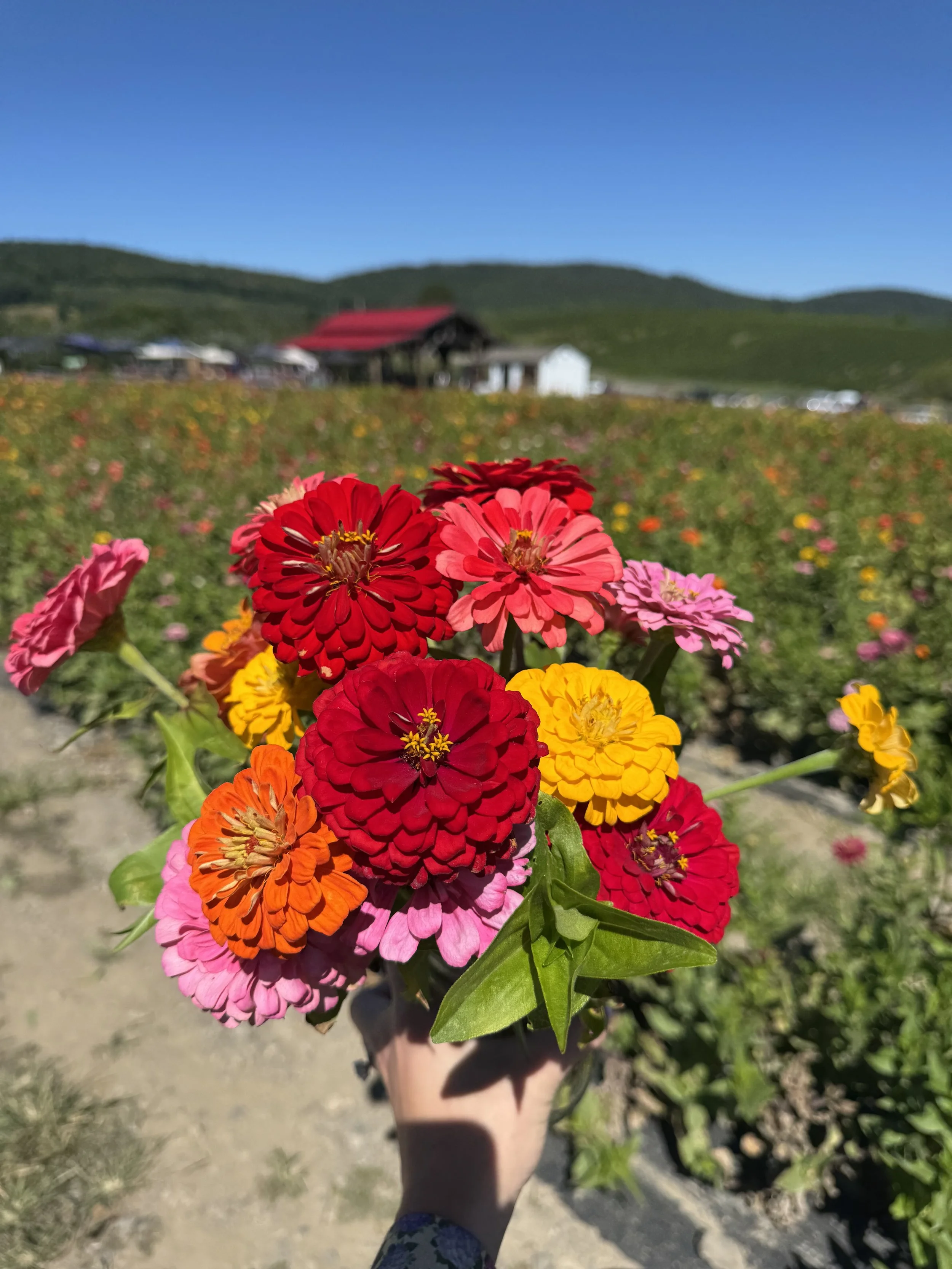 A person's hand holding a vibrant bouquet of pink, red, orange, and yellow flowers in a field of colorful flowers, with a rustic building and green hills in the background under a bright blue sky.