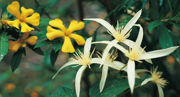 102681-clematis-and-buttercup-feature2.jpg