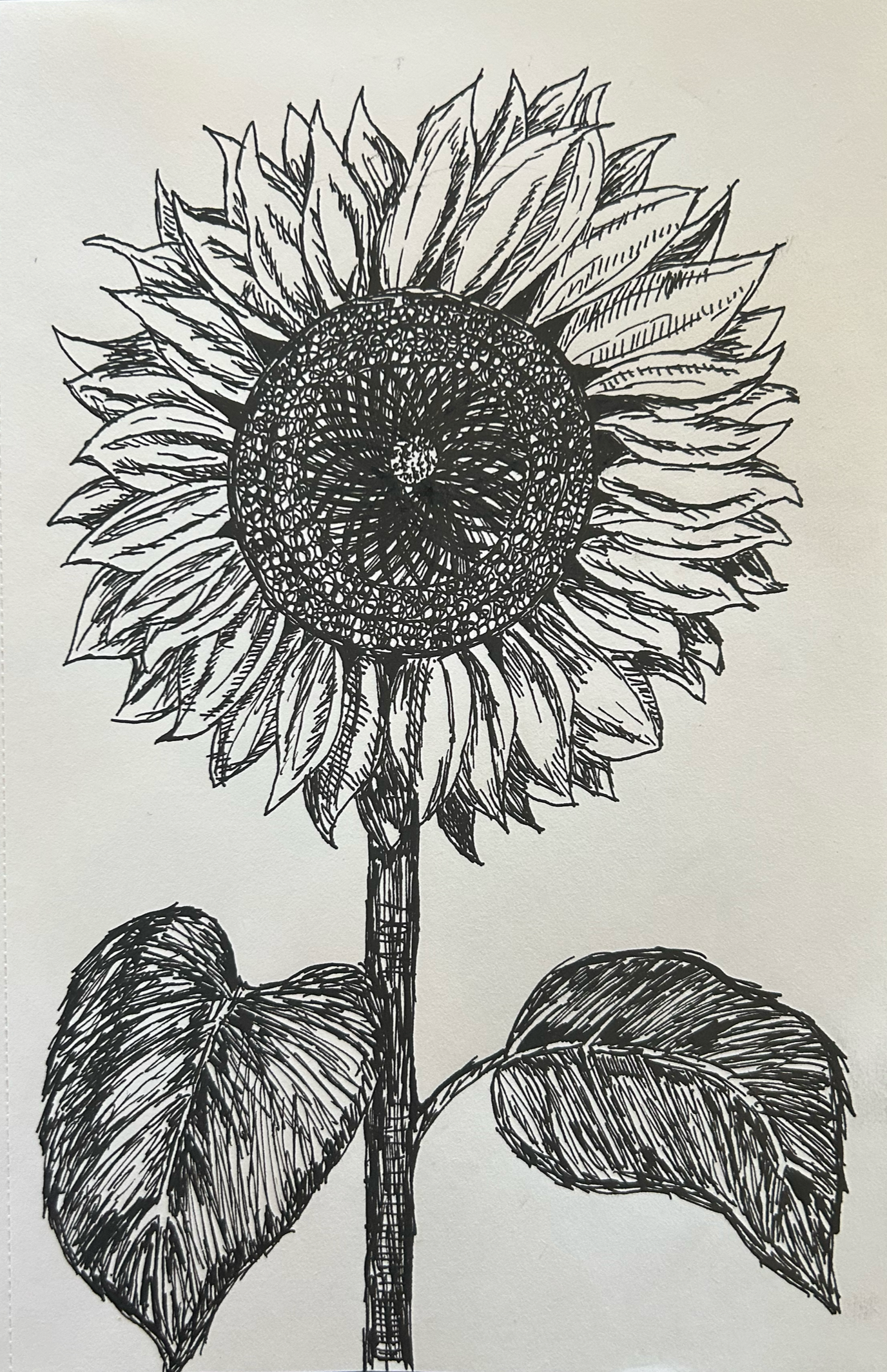 Black ink drawing of a sunflower with detailed leaves on a light background.