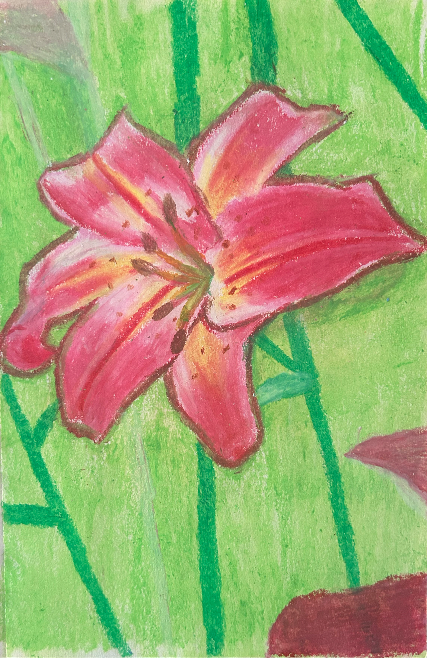 A vibrant drawing of a pink lily flower with green leaves and stem in the background.