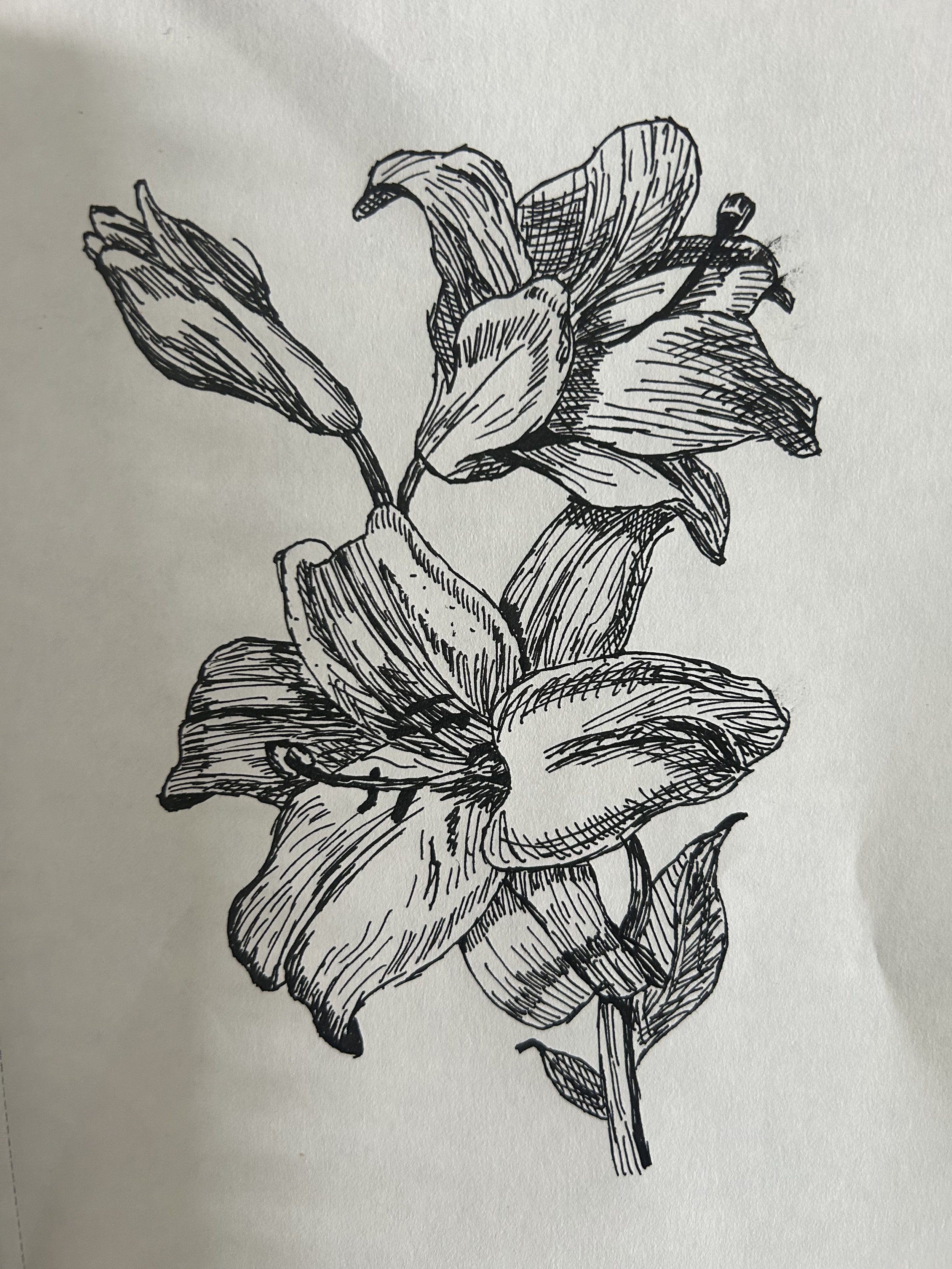 A black and white line drawing of a flower with multiple large petals and a tall stem.