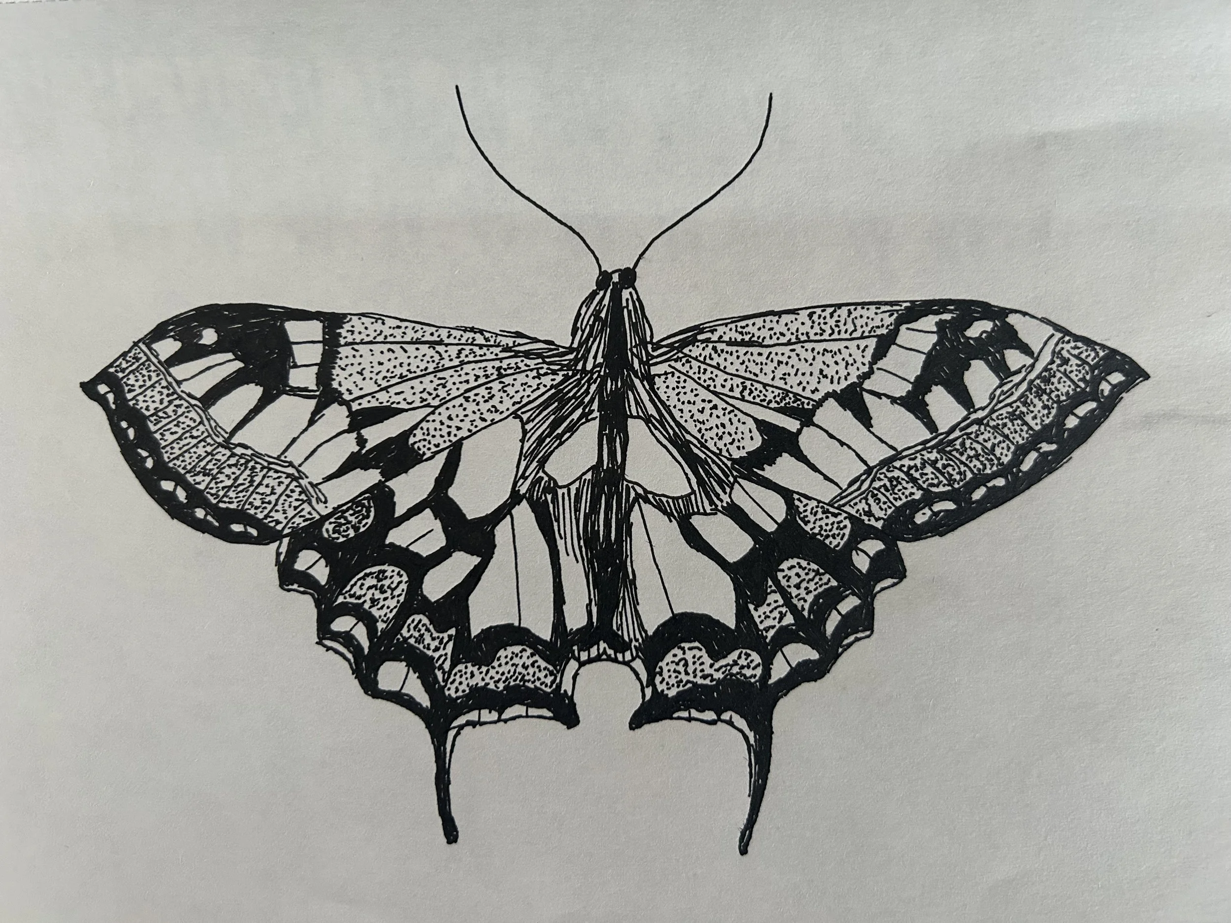A detailed black ink drawing of a butterfly with open wings on white paper.