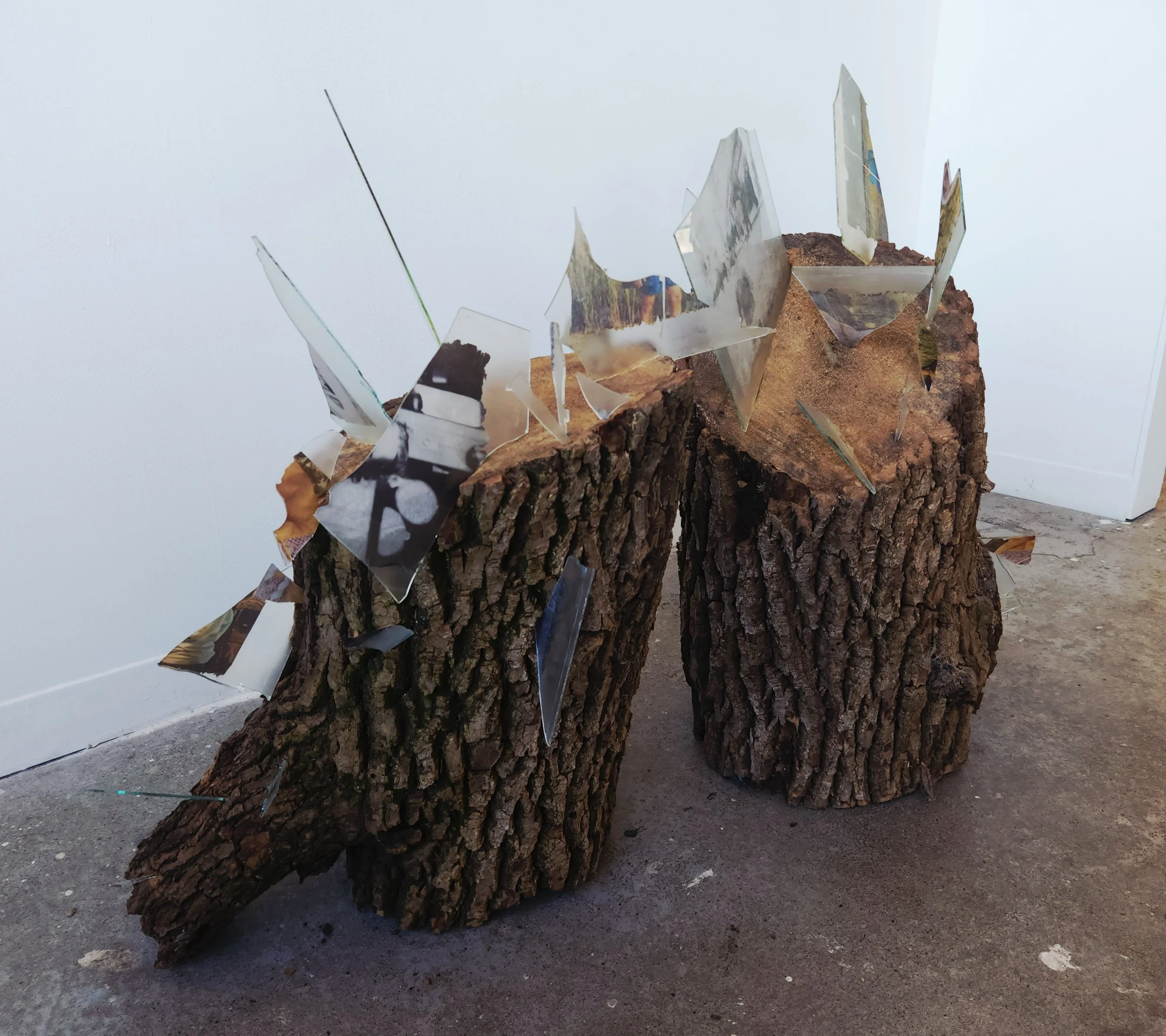 “Untitled (Root 66)”
October 2026
Oak Tree Stumps, Glass Panes, Tissue Paper Transfers
50” x 30”