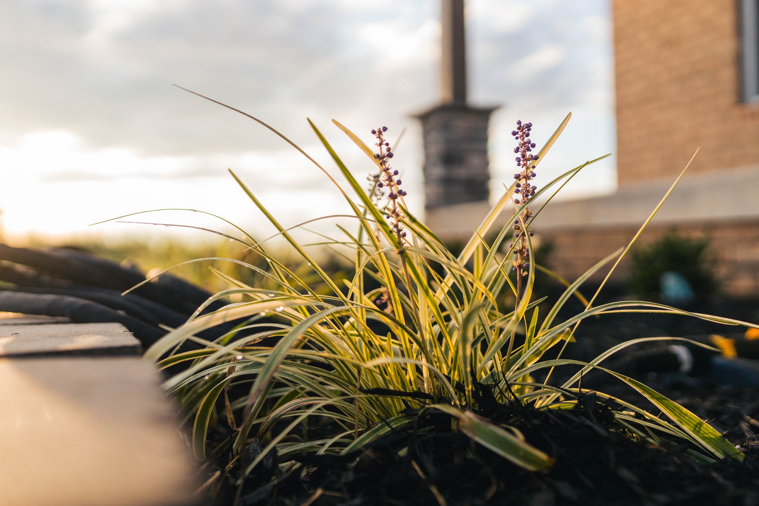APM-Landscaping2.jpg