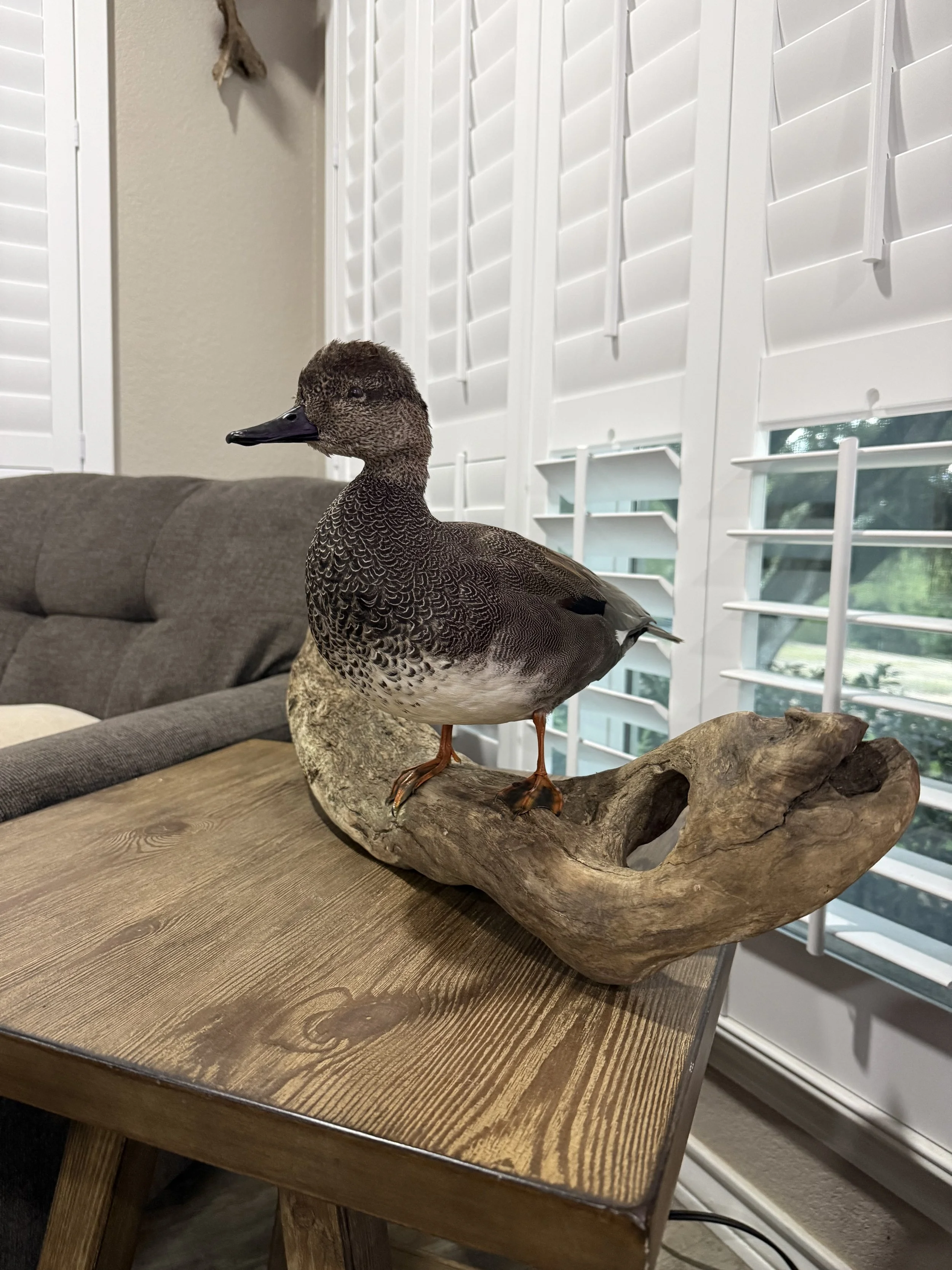 A duck with brown and black feathers standing on a driftwood sculpture on a wooden table inside a room with white shutters on the window.