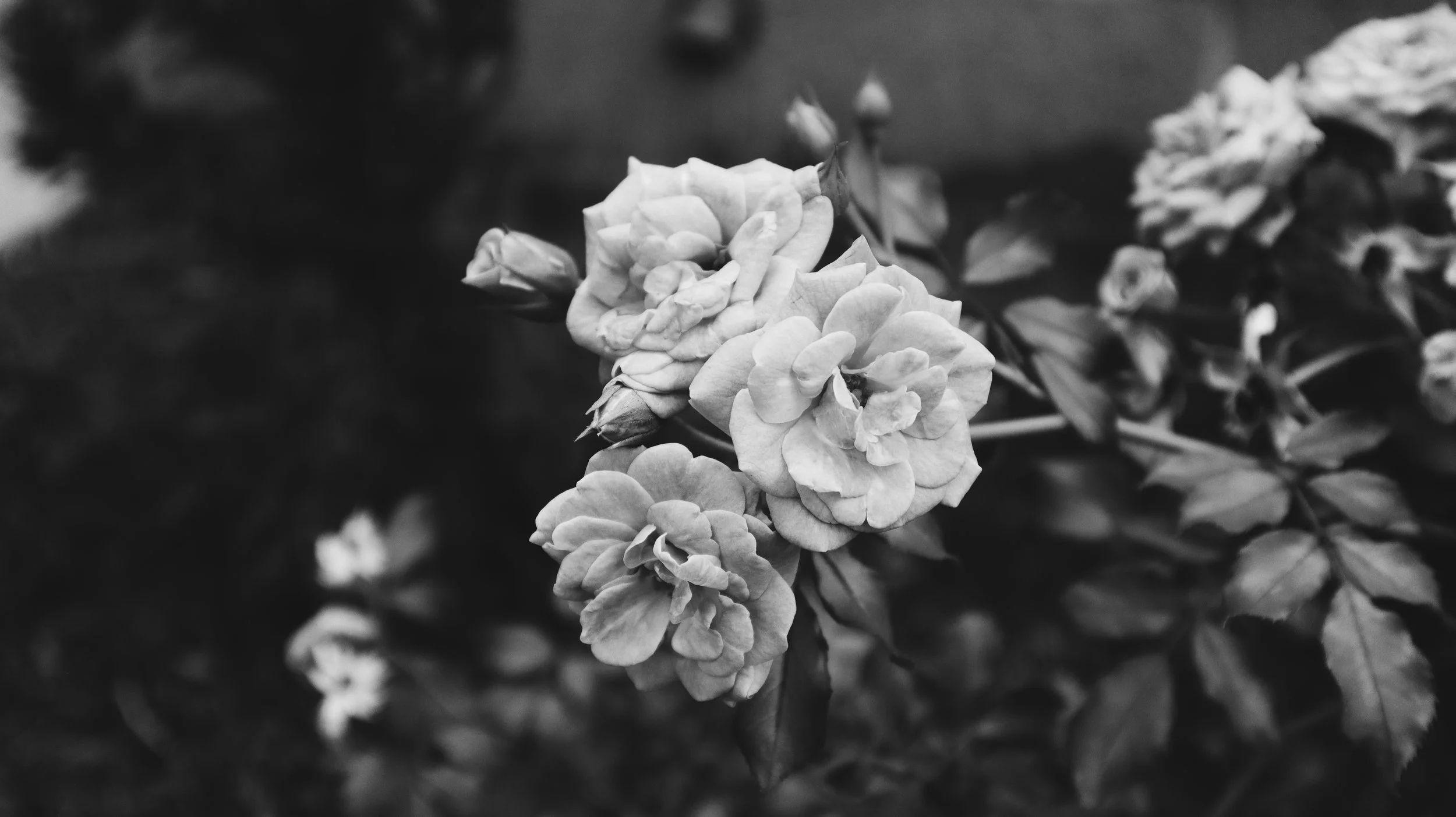 nature-17.jpg
