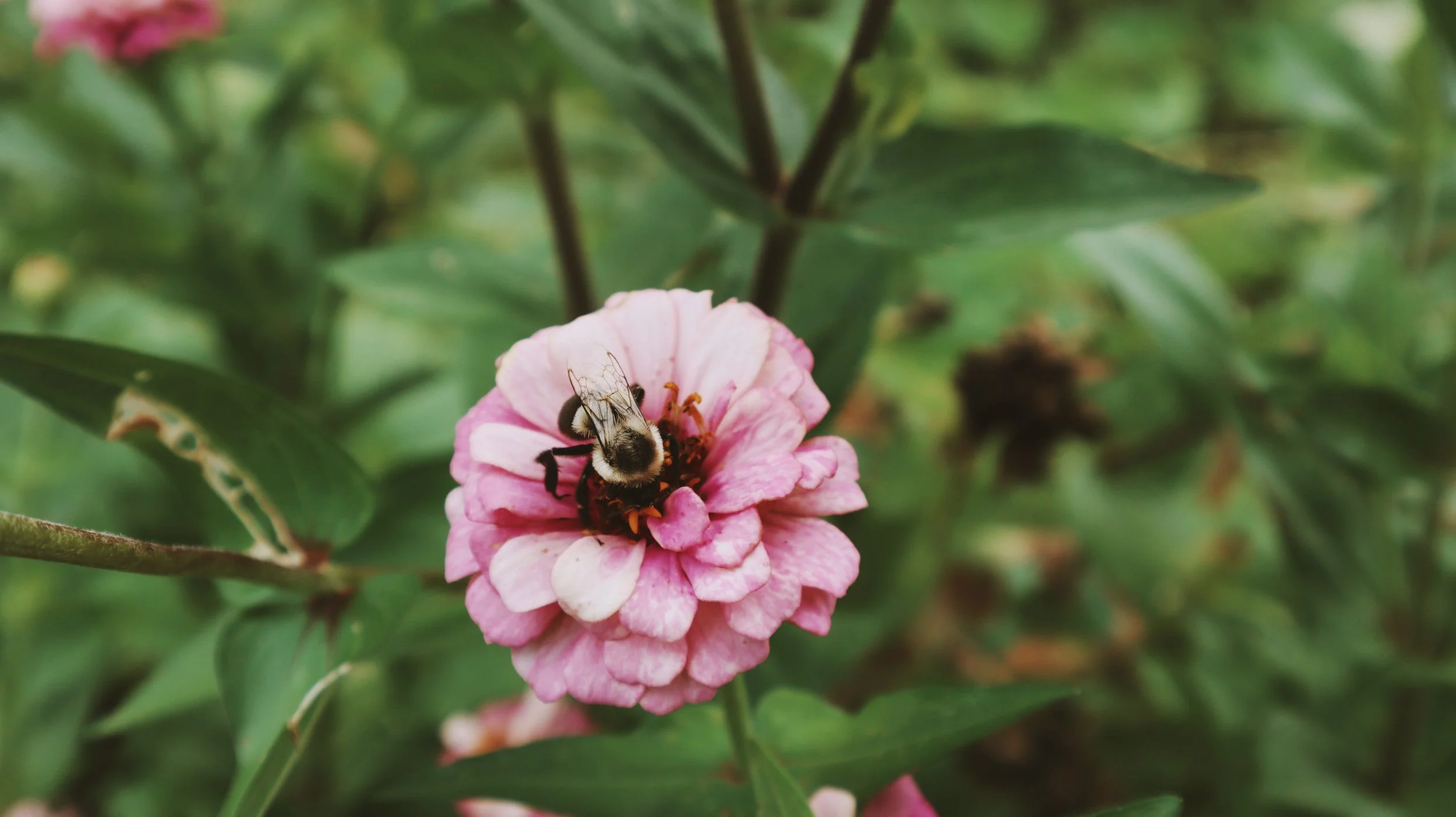 nature-39-bumble-bee.jpg