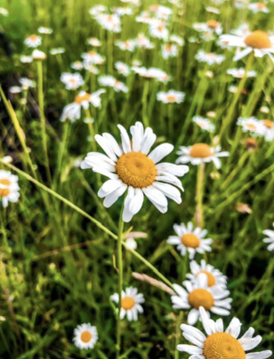nature-20.jpg
