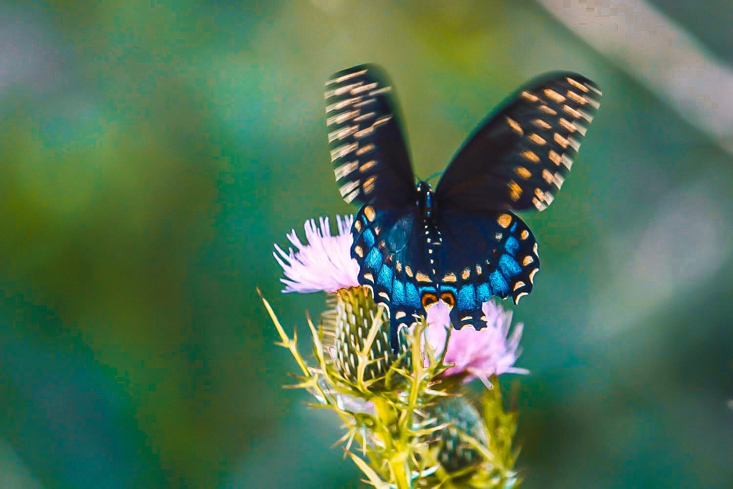 nature-63-butterfly.jpg
