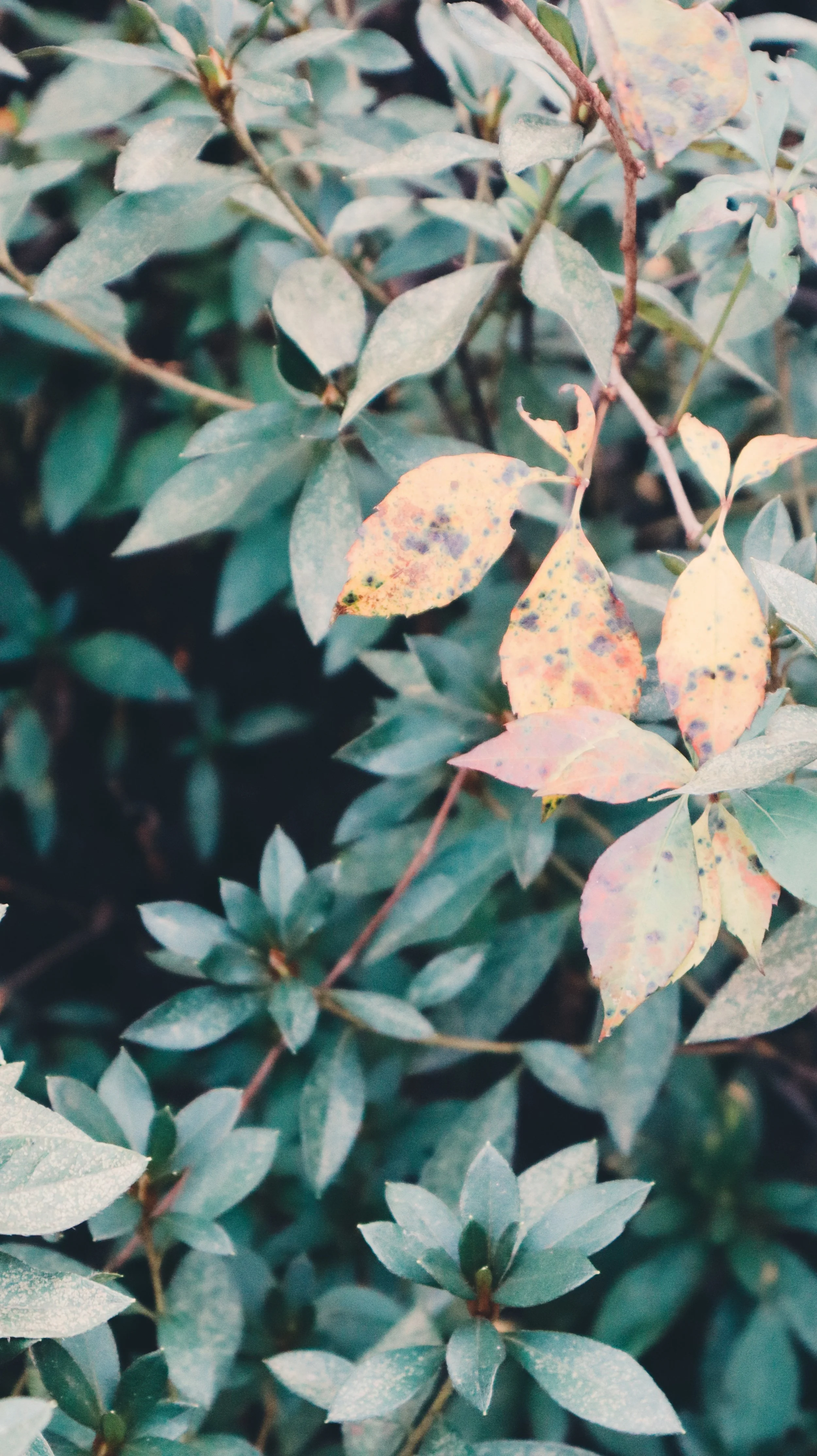 IMG_0506-VSCO (1).jpg