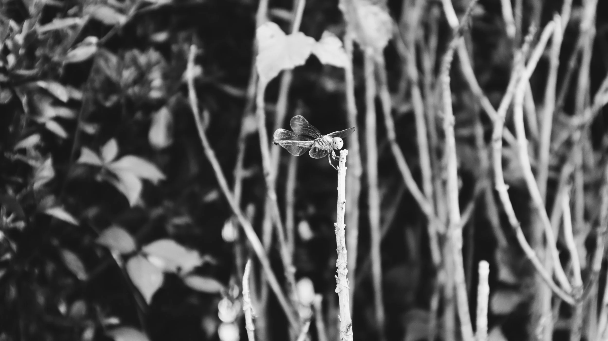 nature-3-dragonfly.jpg