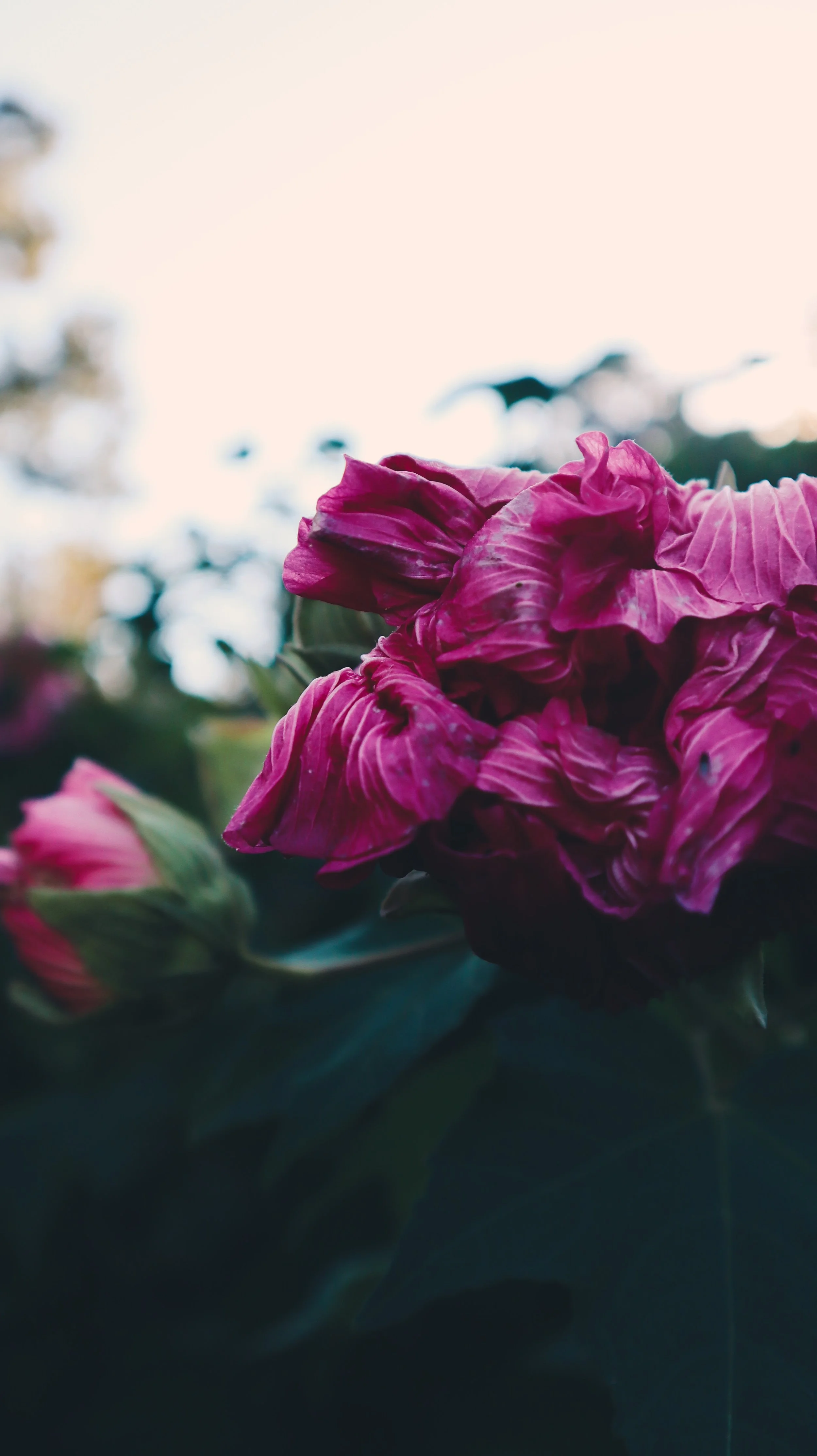 IMG_0499-VSCO.jpg
