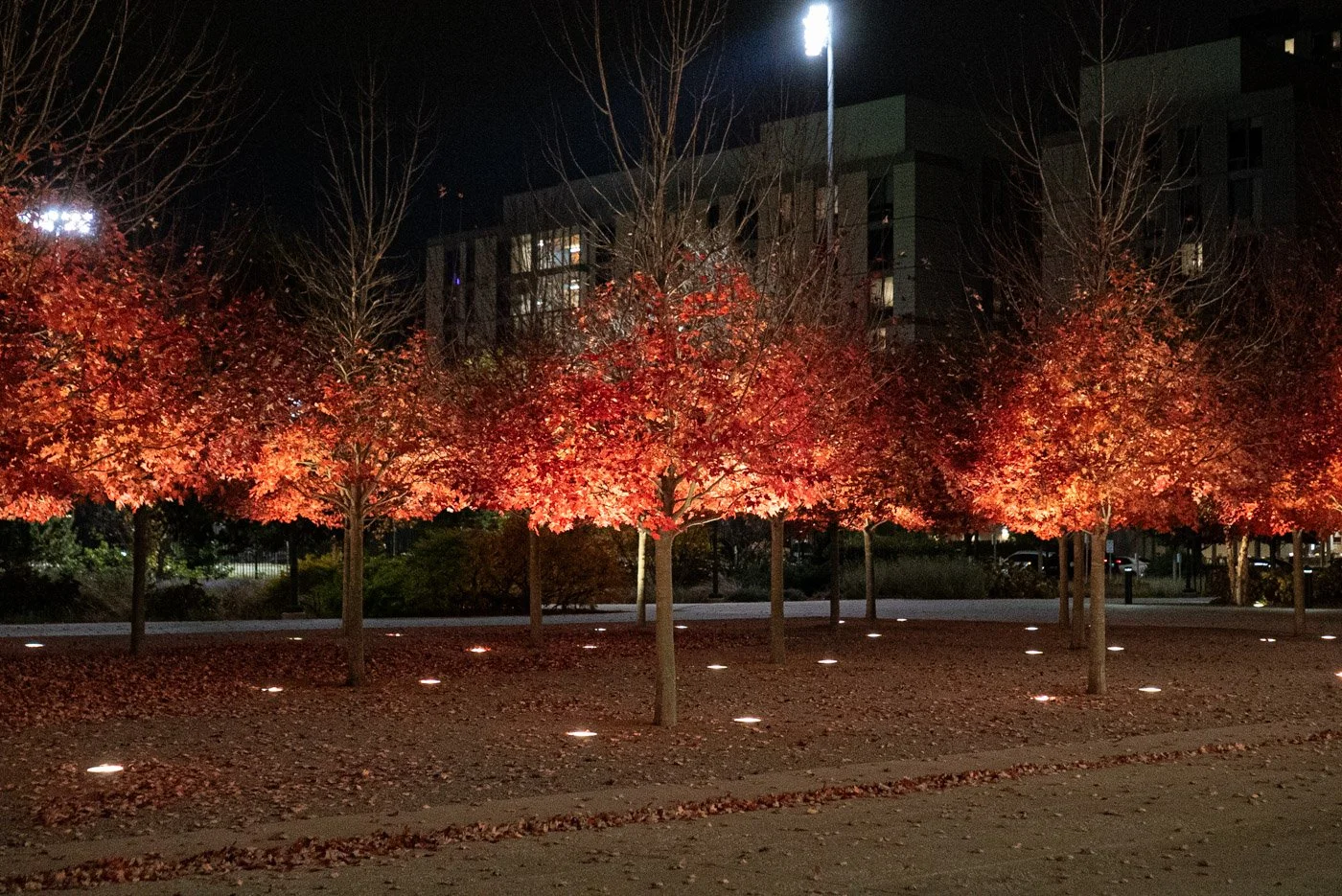 orange trees.jpg