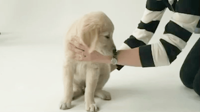 Adopteereenpup.nl_1.gif