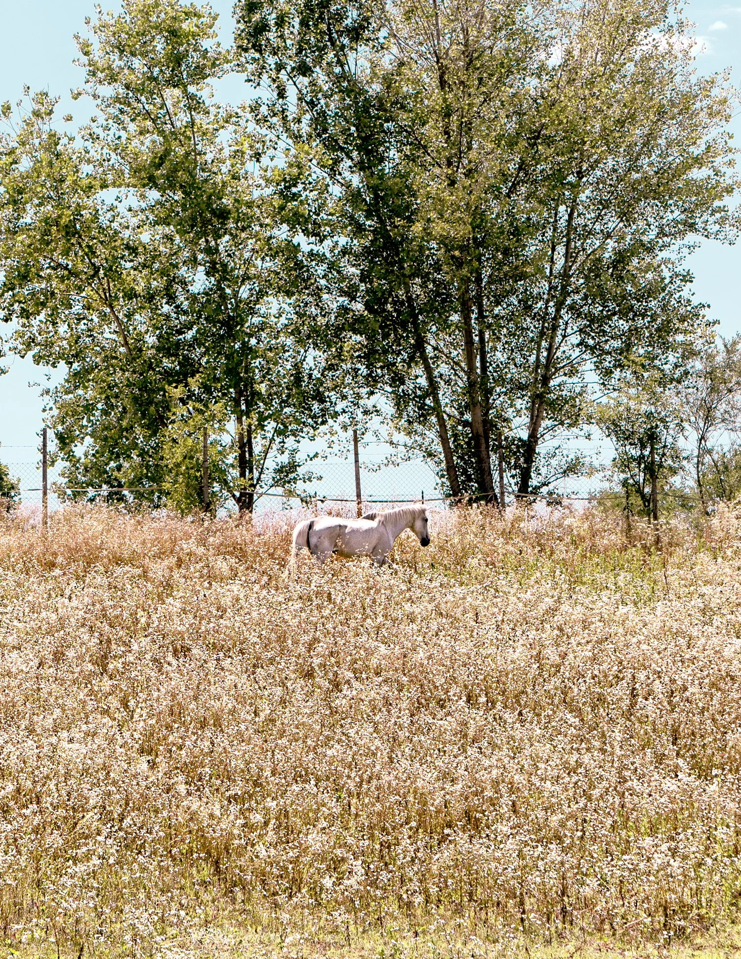 DRW03543_edit_crop.jpg