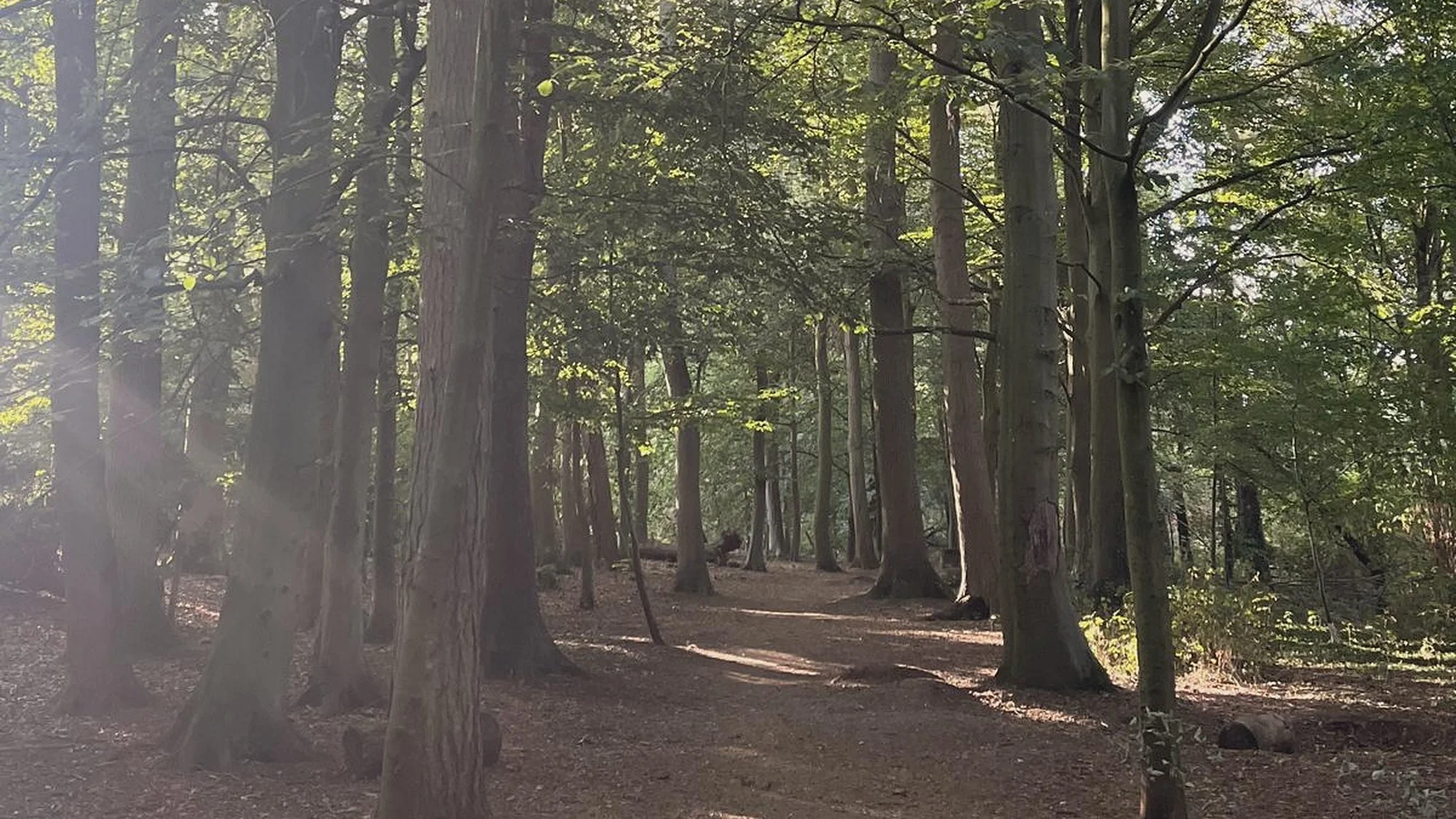 A sunlit woodland path between tall trees